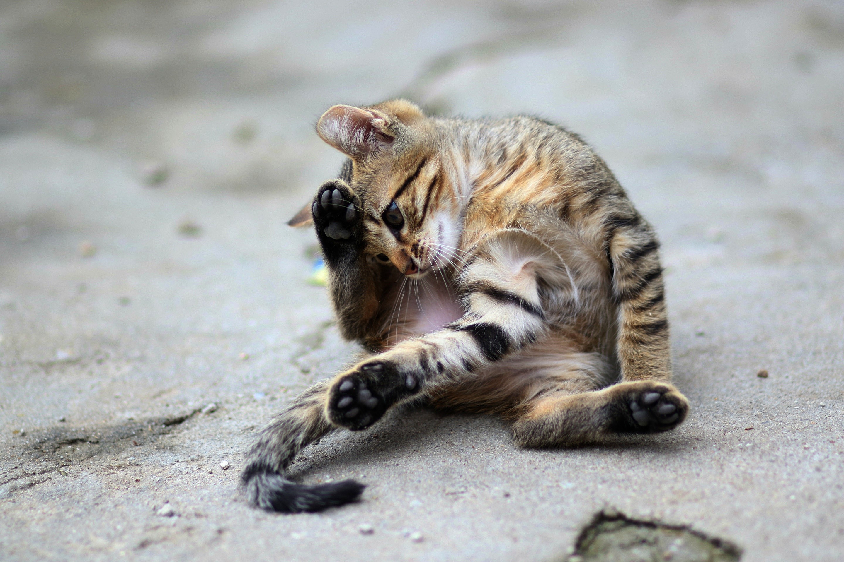 Kitten grooming itself on a concrete surface HD Wallpaper
