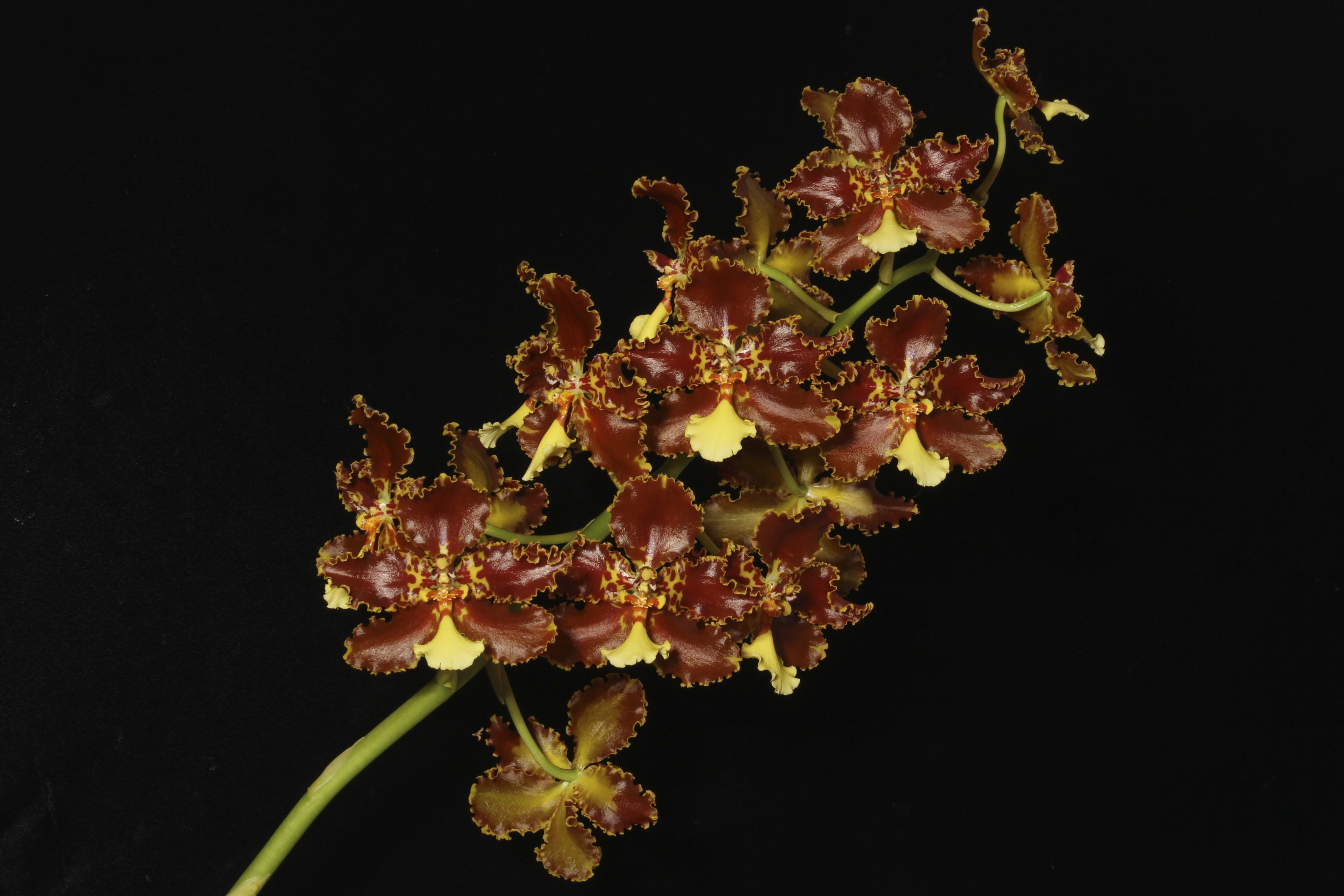 A branch of dark red and yellow orchids on a black background HD Wallpaper
