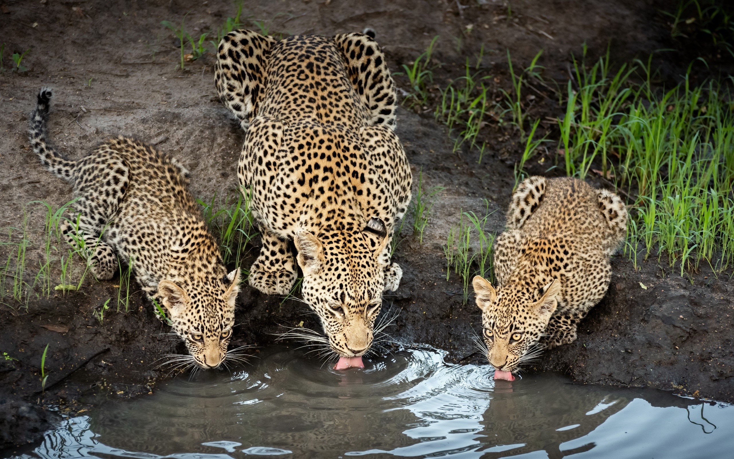 Three leopards drinking water from a muddy pool HD Wallpaper