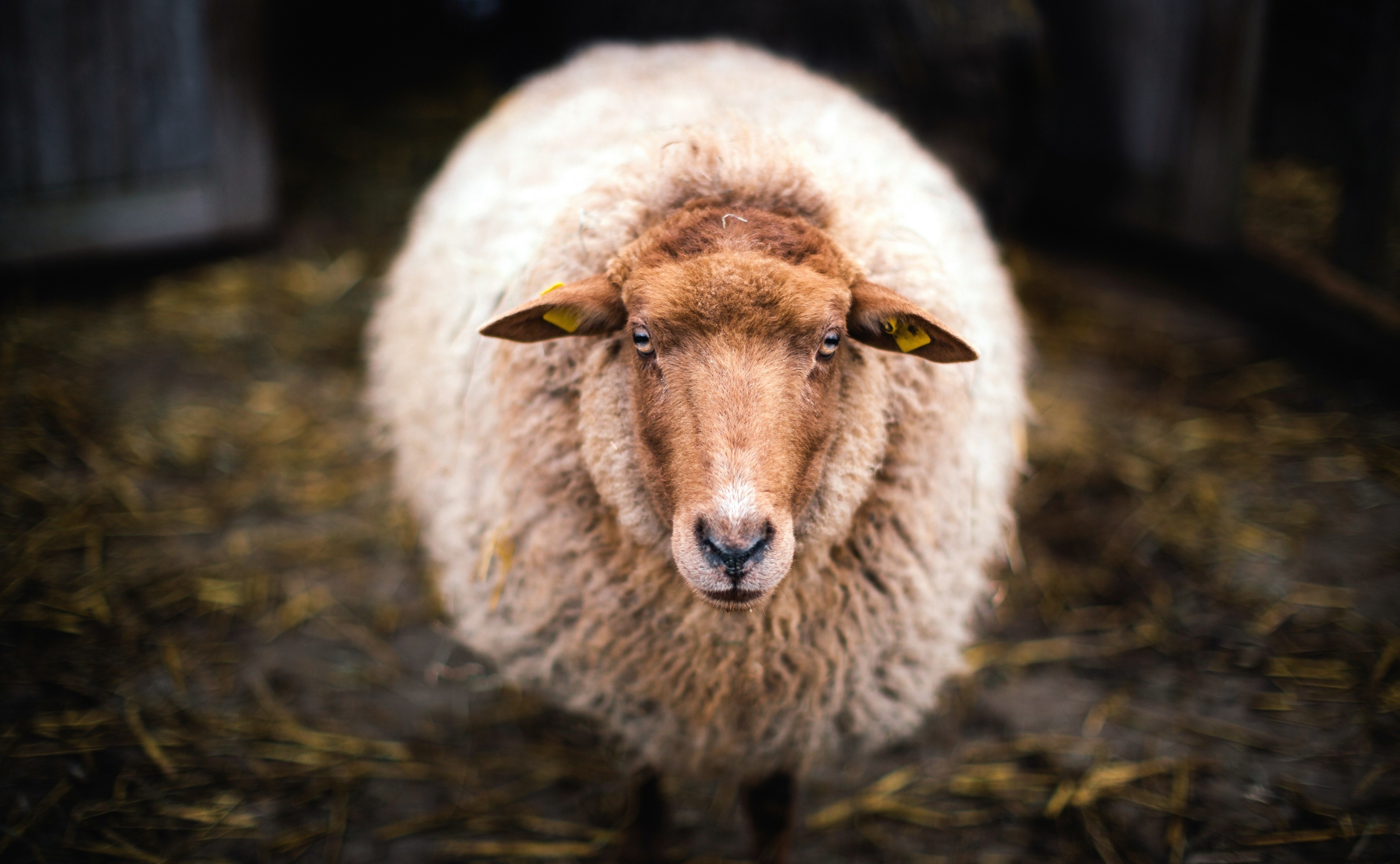 Sheep with yellow ear tags HD Wallpaper