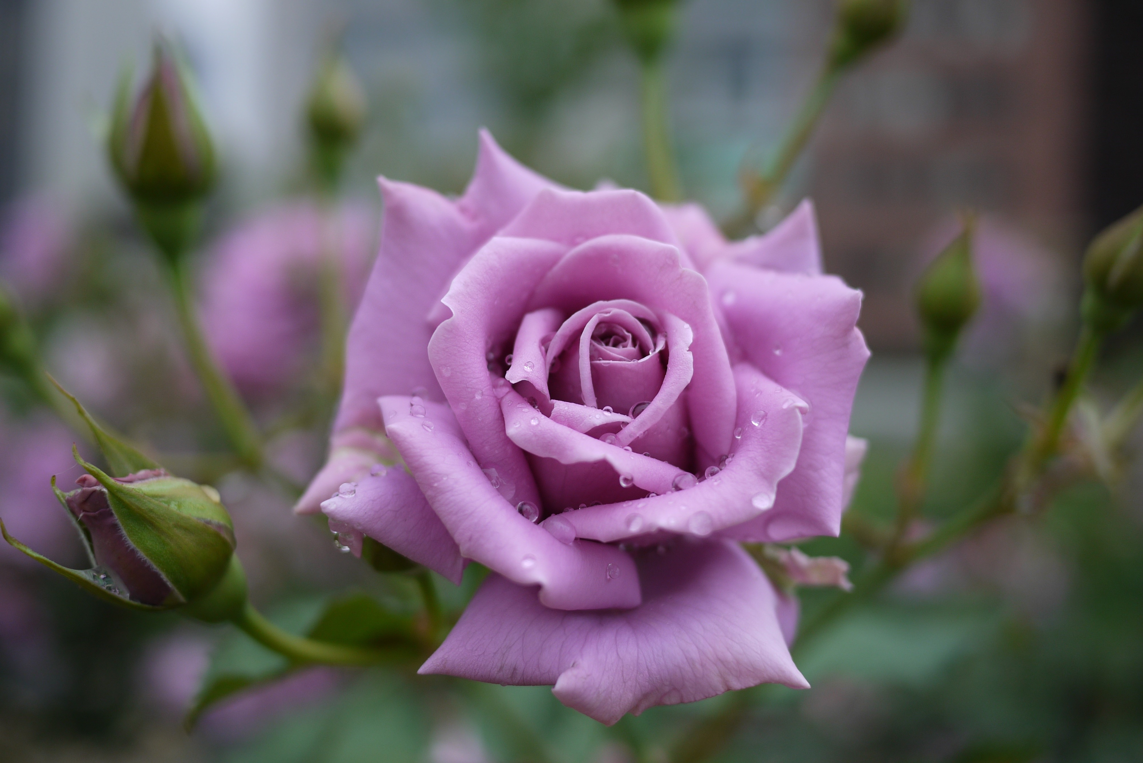 Violet rose with water droplets and buds HD Wallpaper