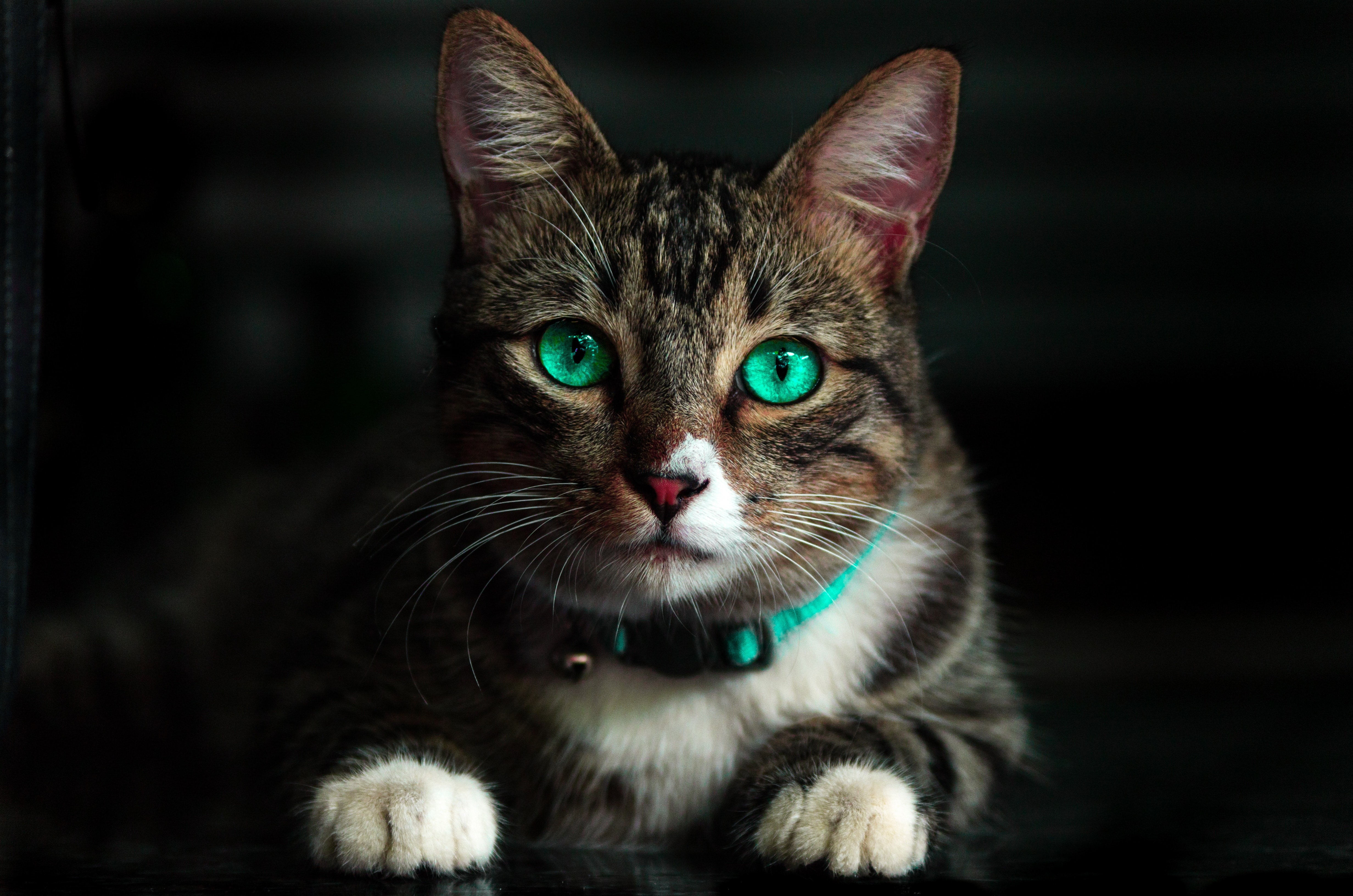 Tabby Cat with Bright Green Eyes HD Wallpaper