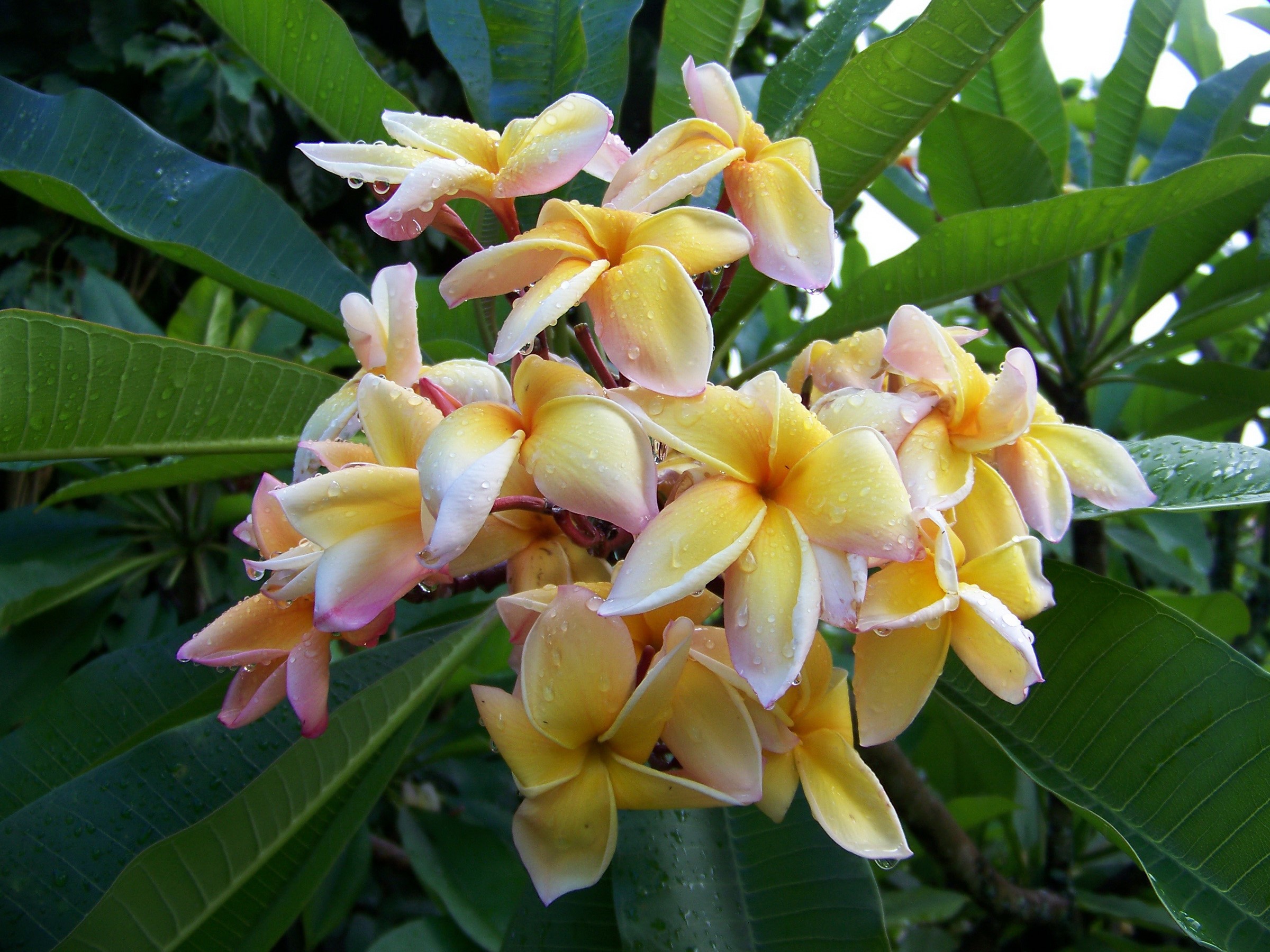 Close-up of Plumeria flowers with water drops HD Wallpaper
