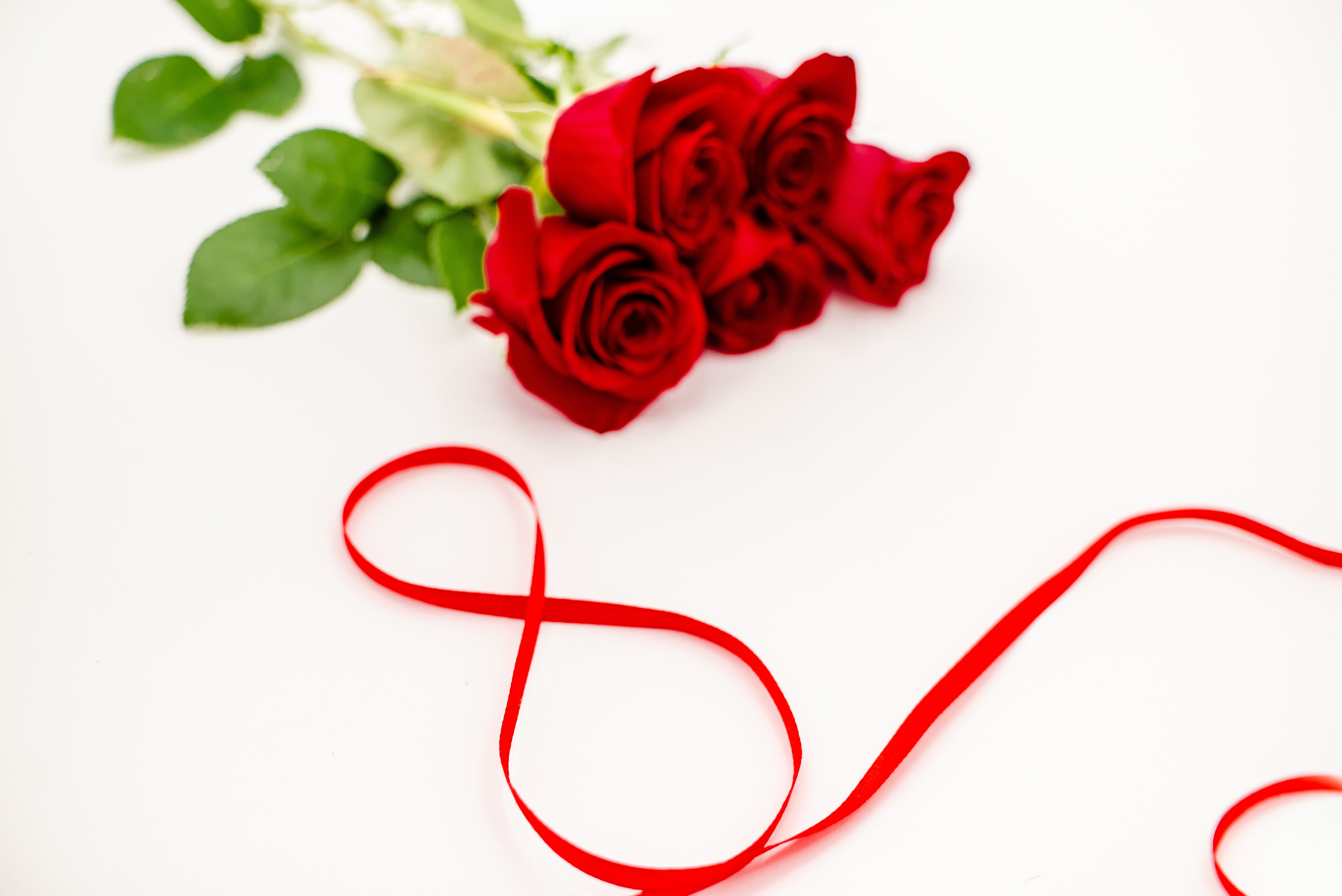 Red roses and red ribbon on white background HD Wallpaper