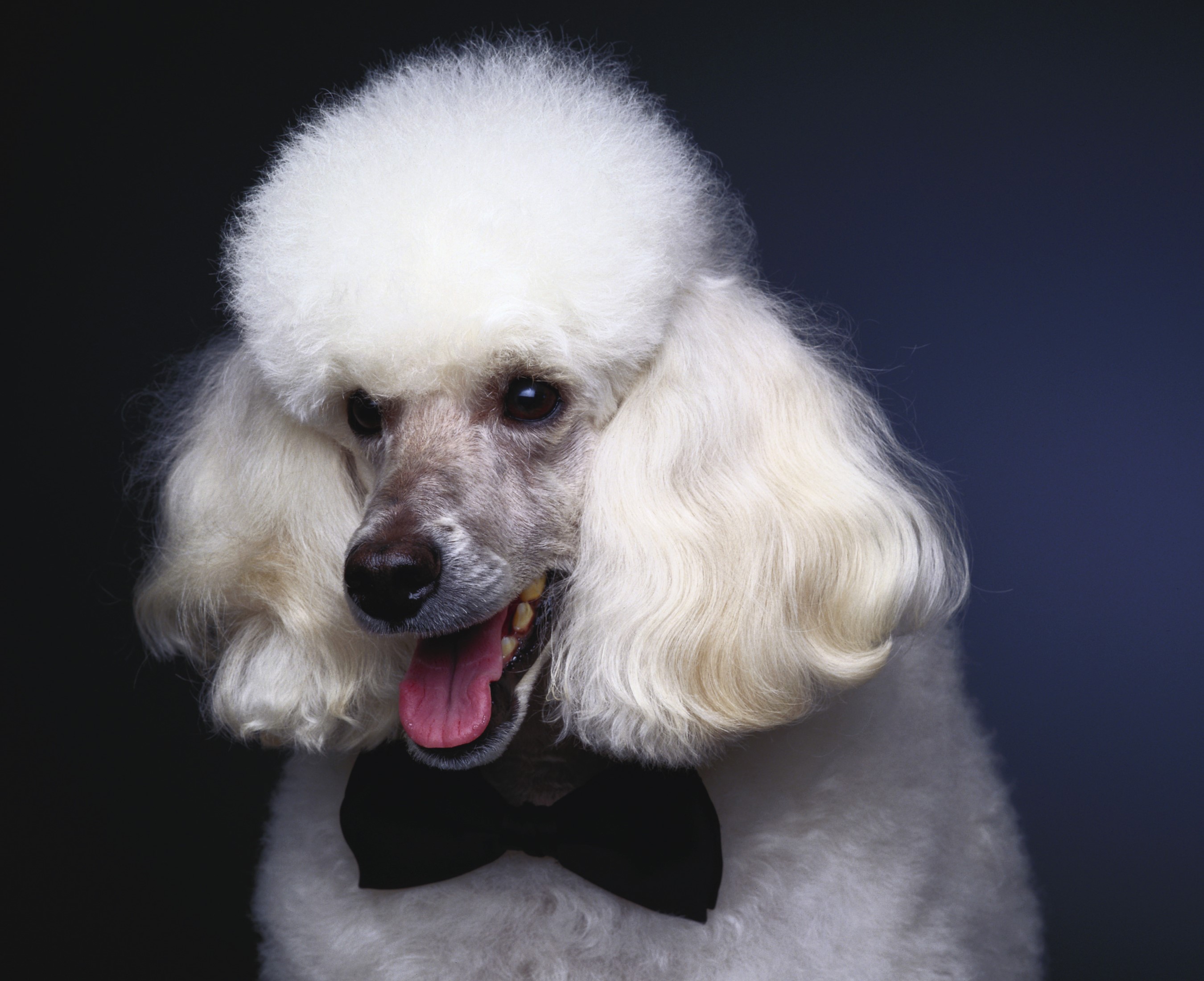 White Poodle wearing a black bow tie HD Wallpaper