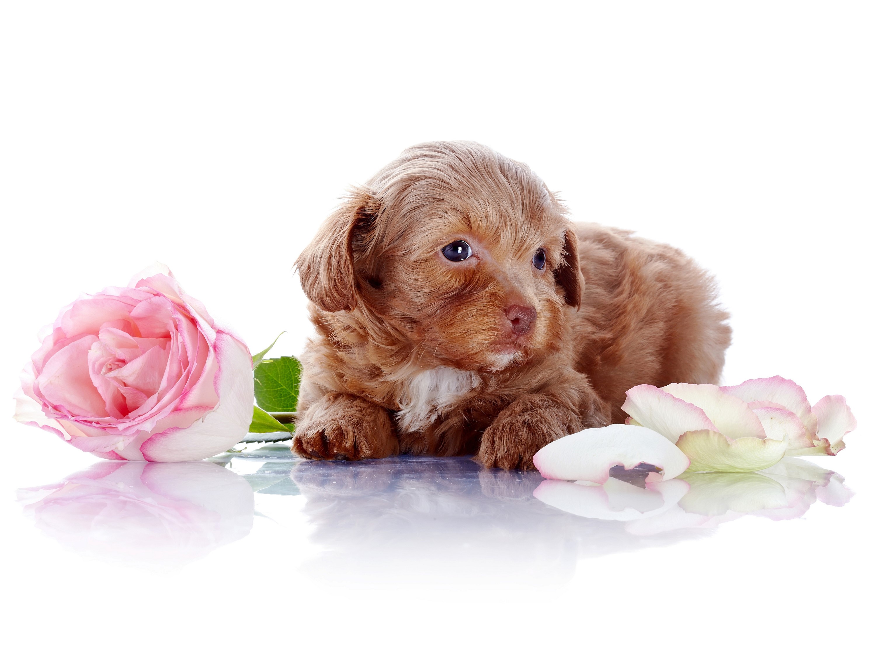 Brown puppy with pink rose on white background HD Wallpaper