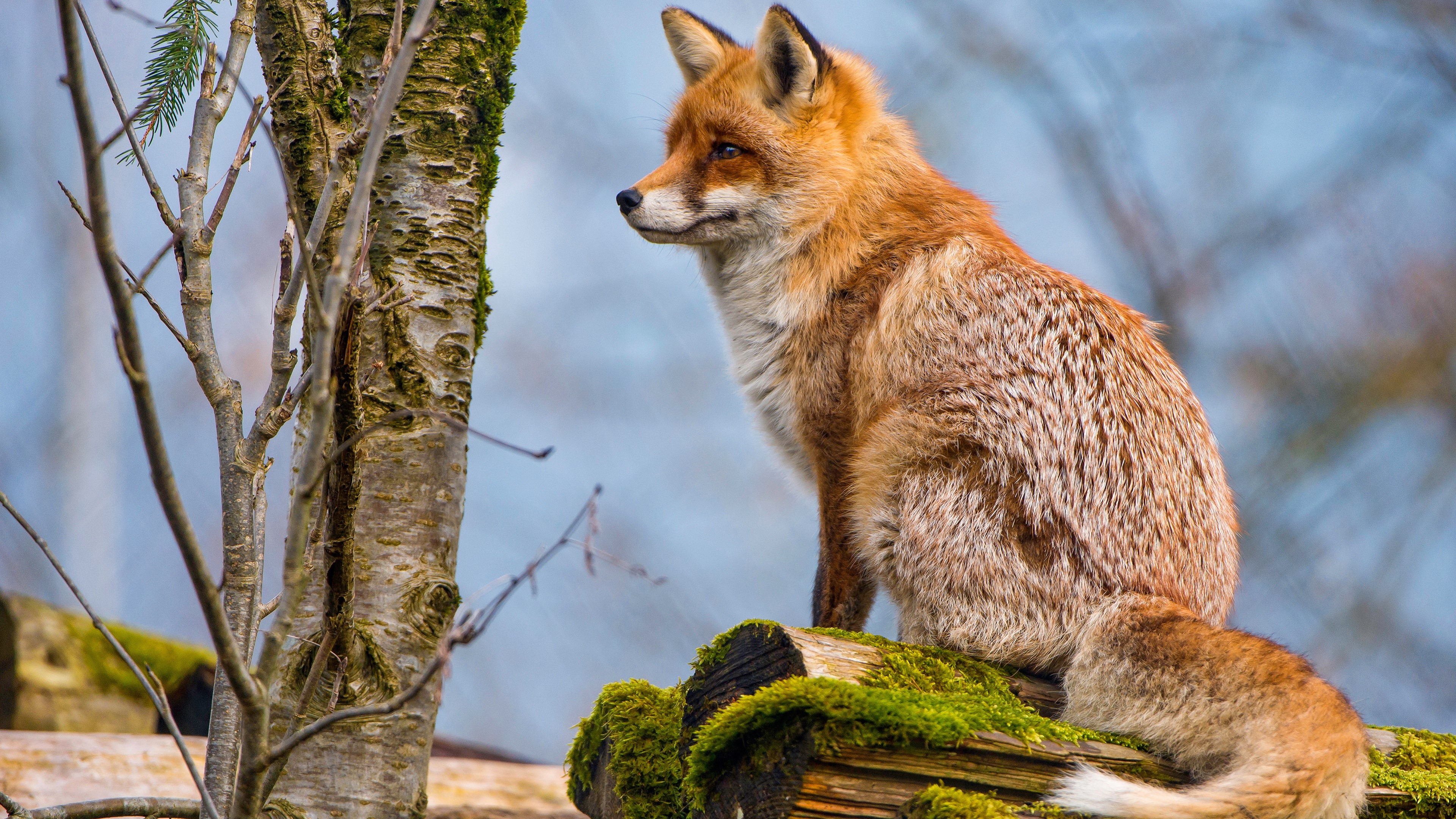 Fox sitting on mossy logs HD Wallpaper