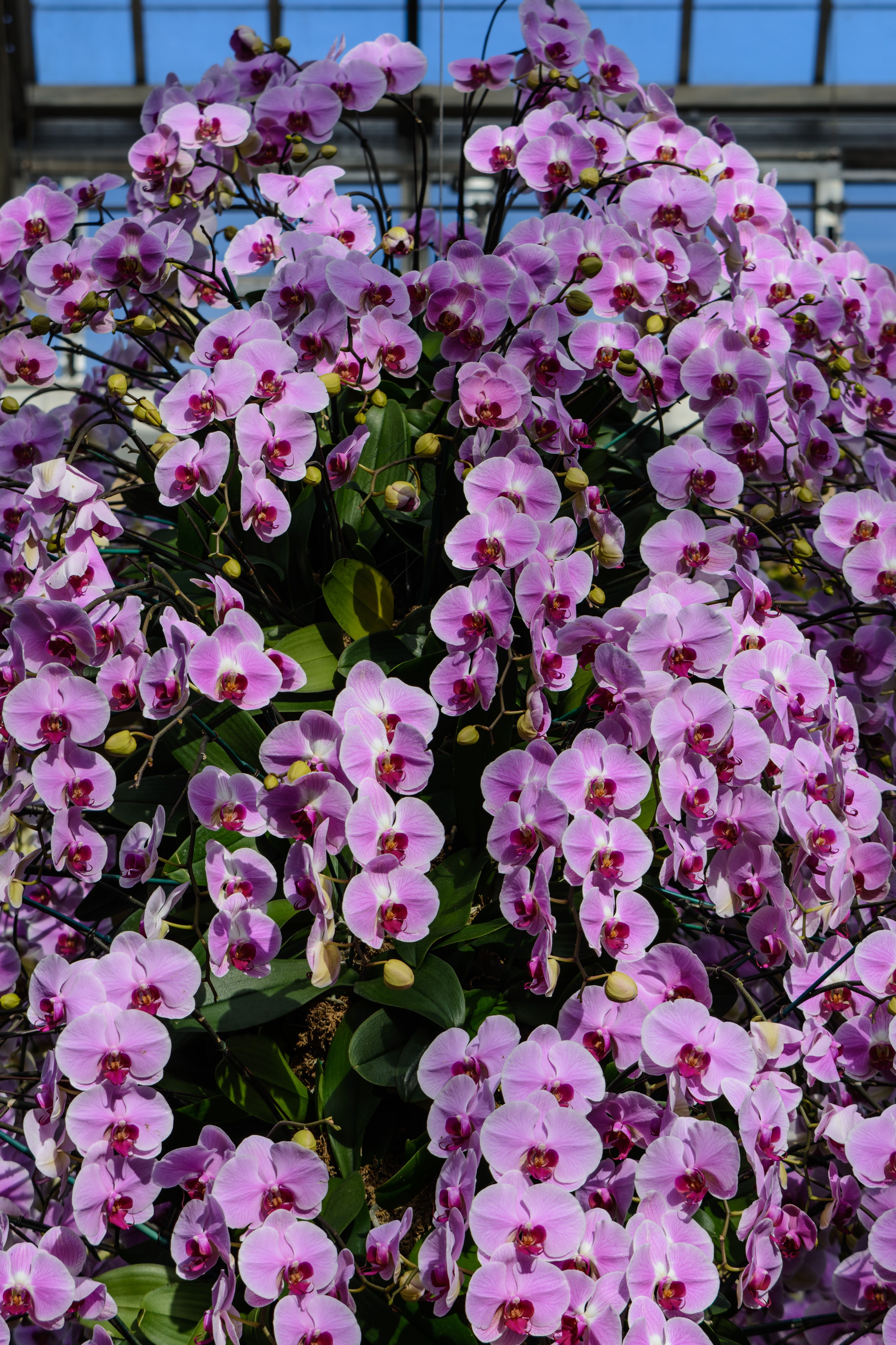 A large cluster of violet orchids in bloom HD Phone Wallpaper
