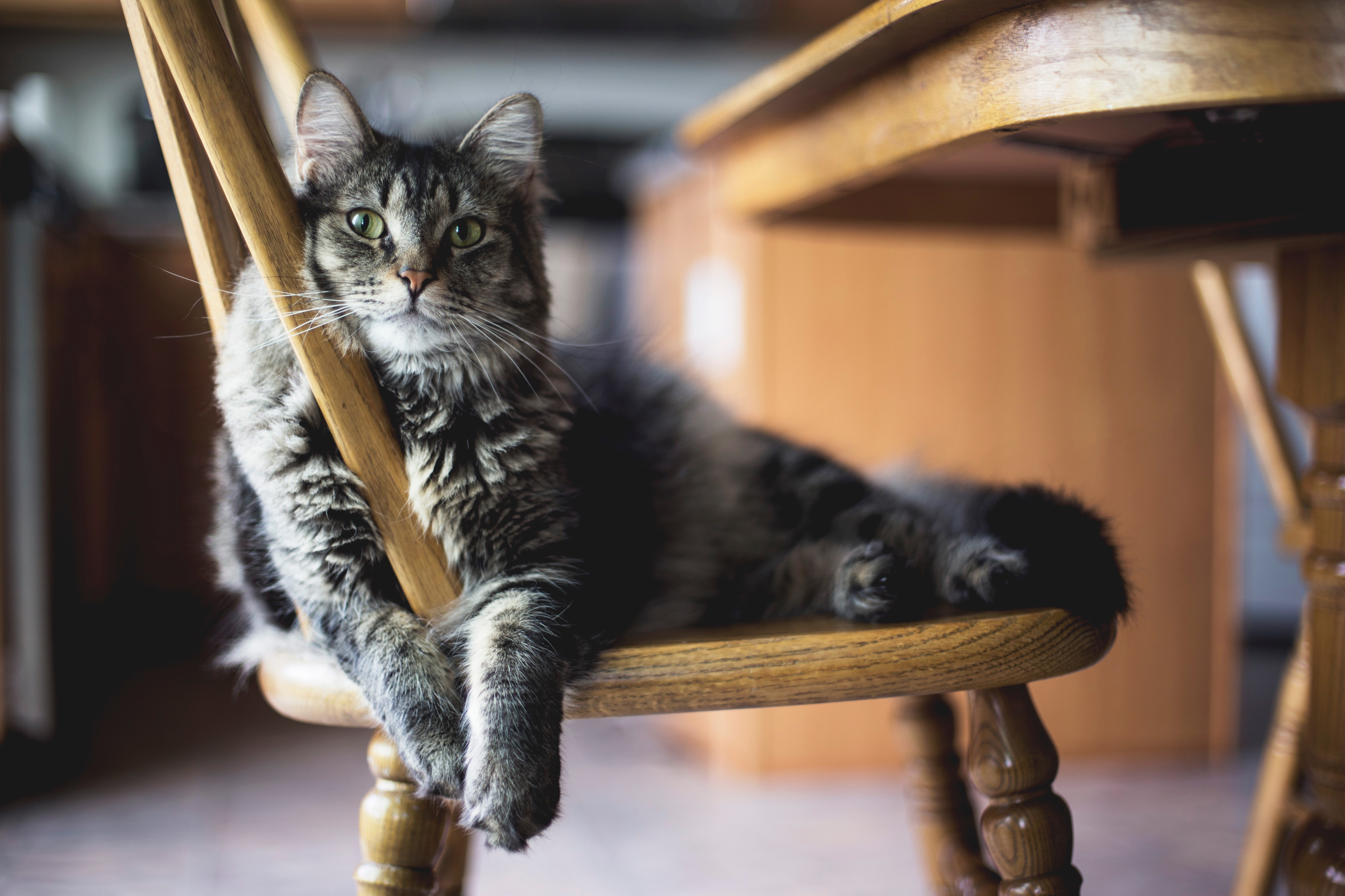 Tabby cat resting on a wooden chair HD Wallpaper