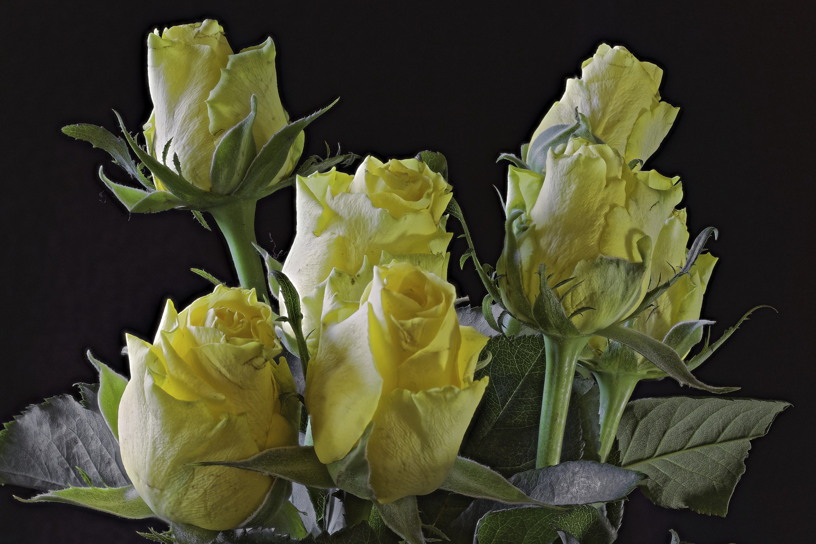 Yellow roses on a black background HD Wallpaper