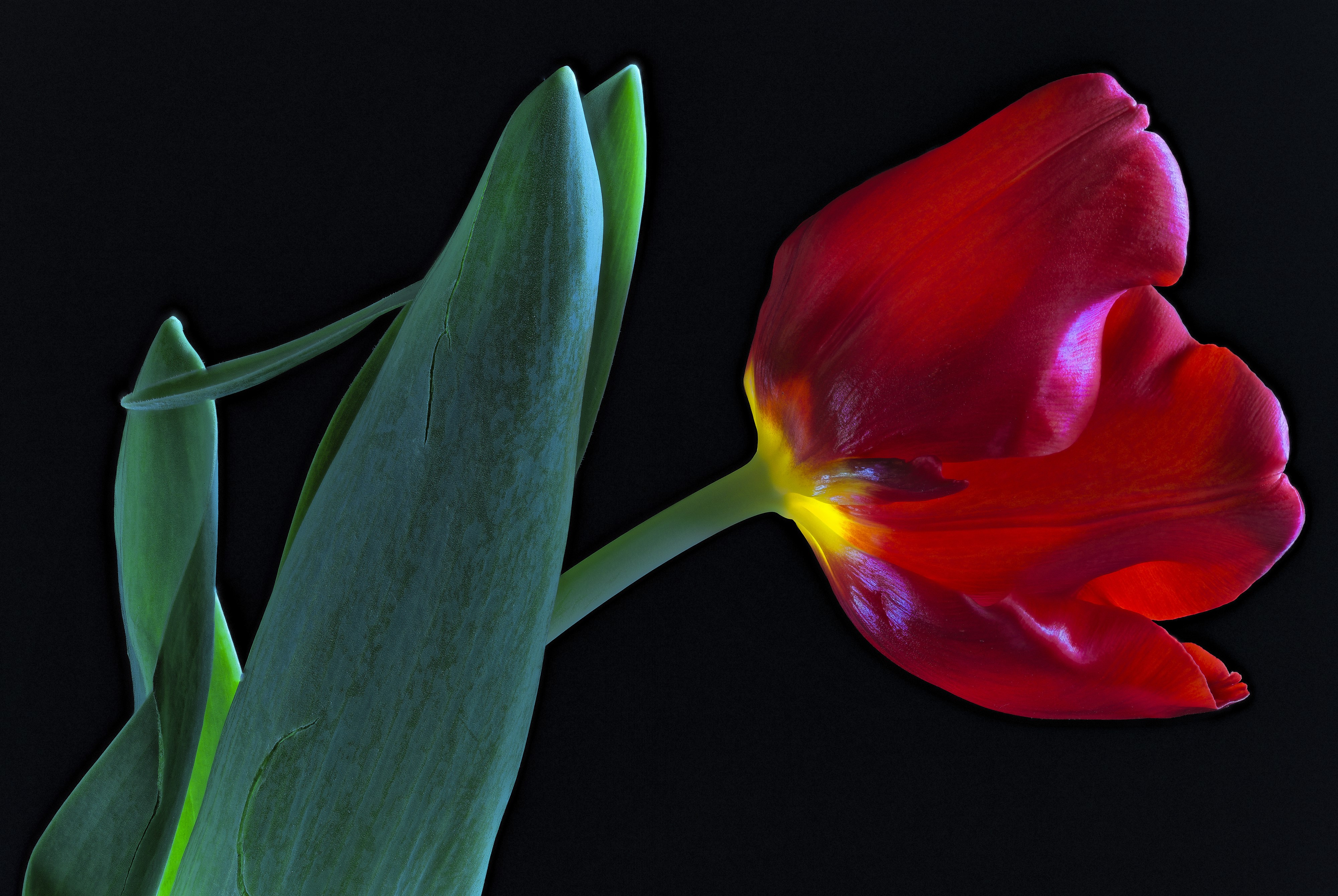 Red Tulip with Green Leaves on Black Background HD Wallpaper