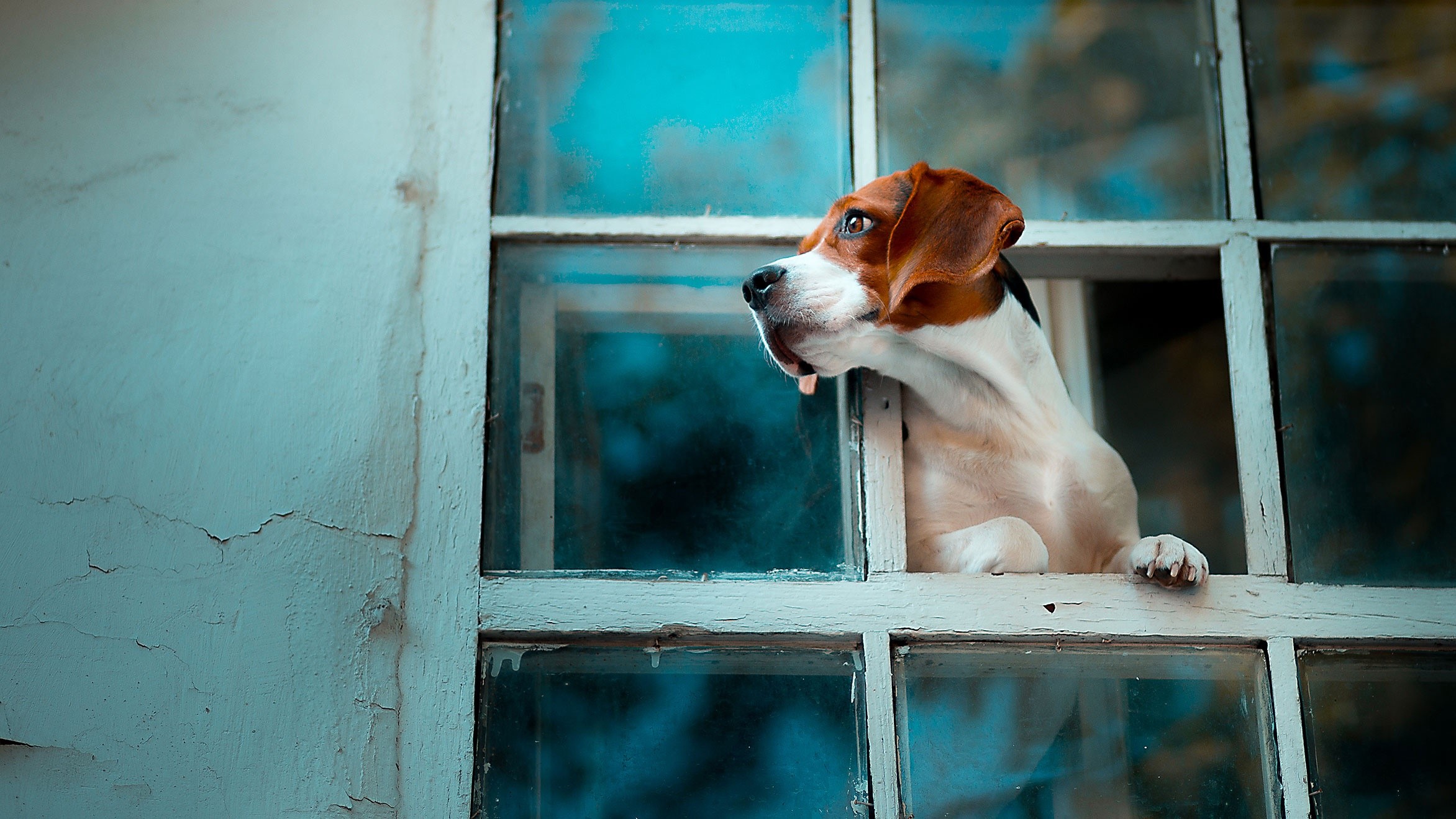 Beagle dog looking out of a window HD Wallpaper