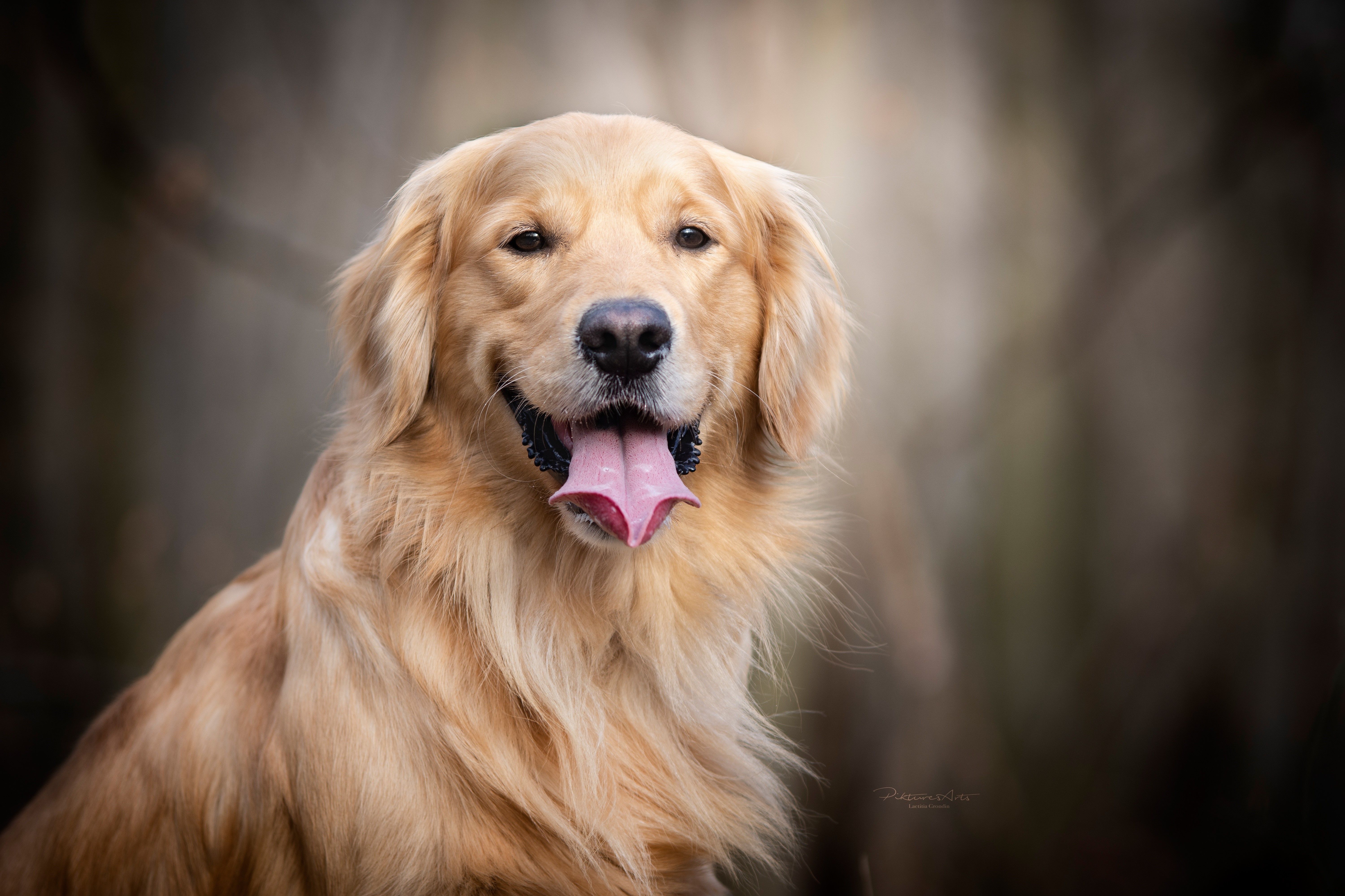 Golden Retriever Dog with Tongue Out HD Wallpaper