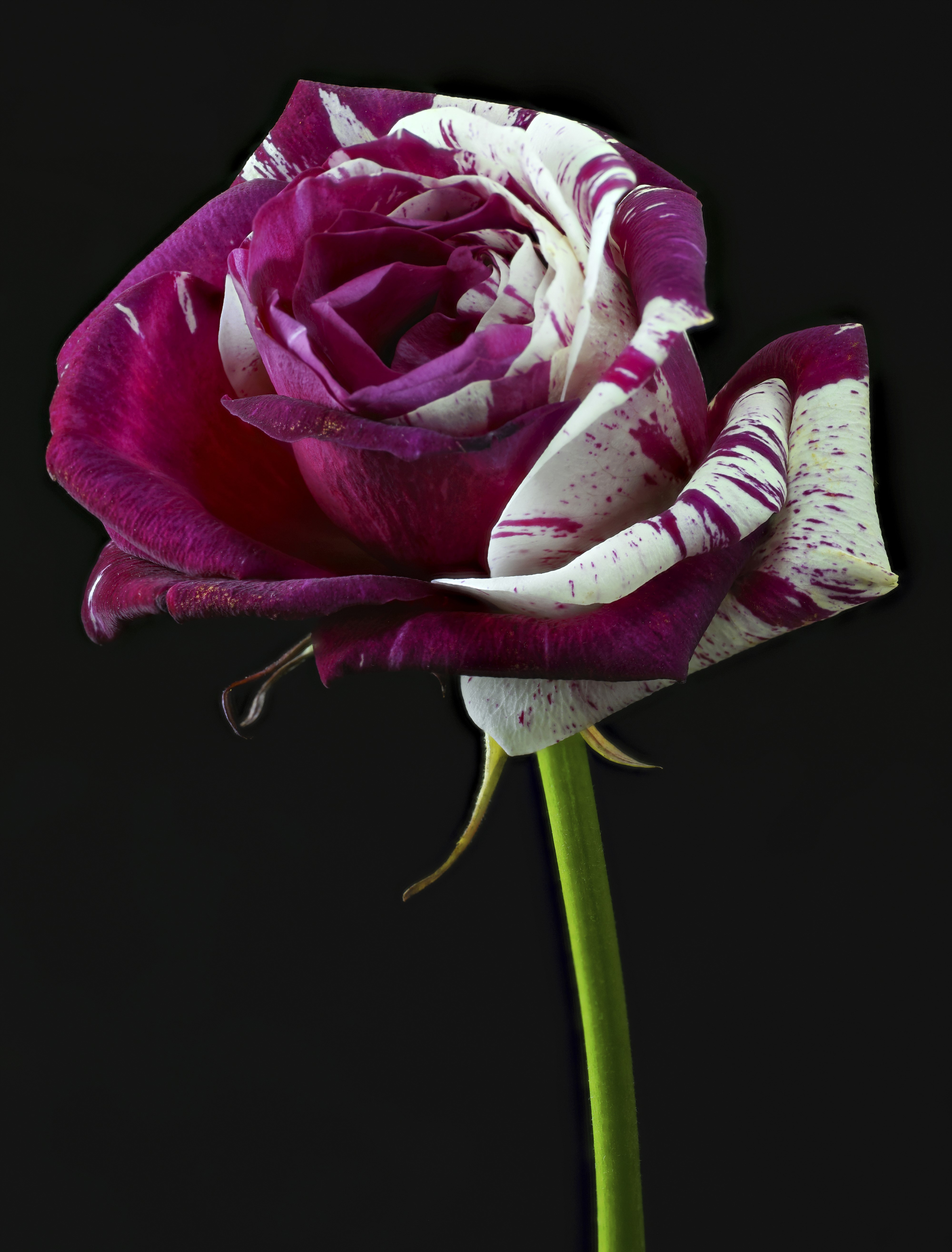 4K Rose with Purple and White Petals HD Phone Wallpaper