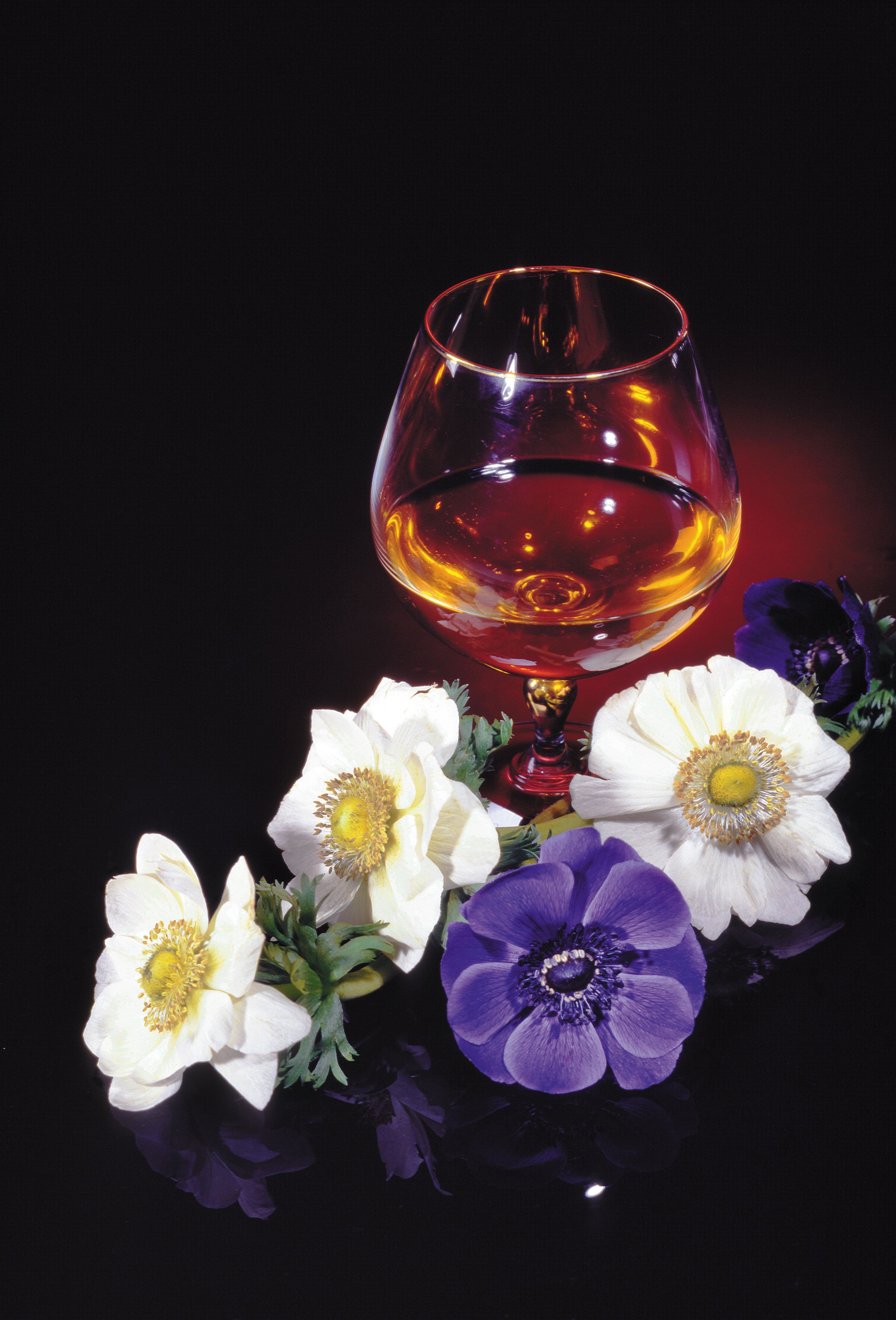 Brandy glass with anemones on black background HD Phone Wallpaper