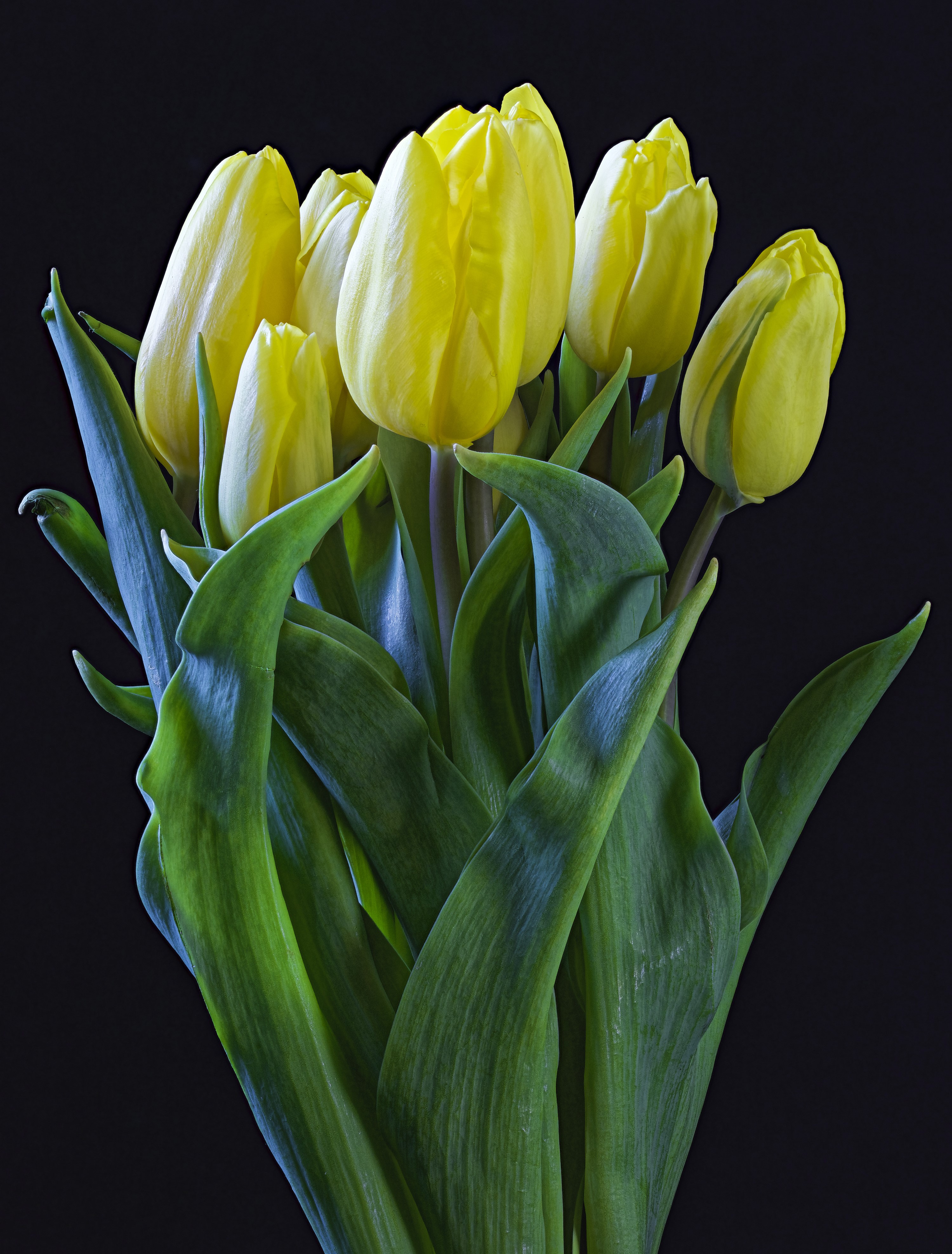 Yellow tulips against a black background HD Phone Wallpaper