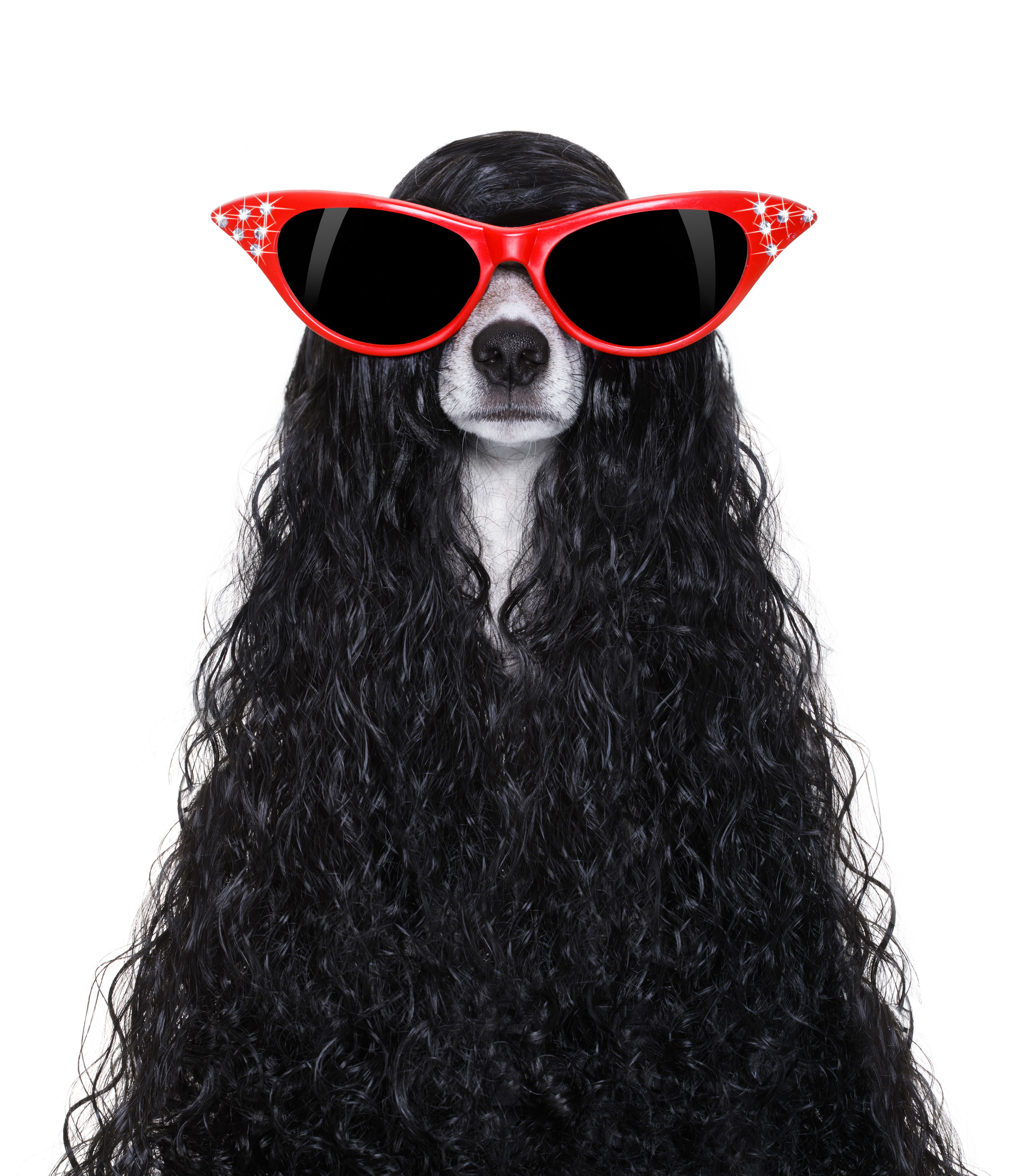 Dog with curly black hair and red sunglasses HD Wallpaper