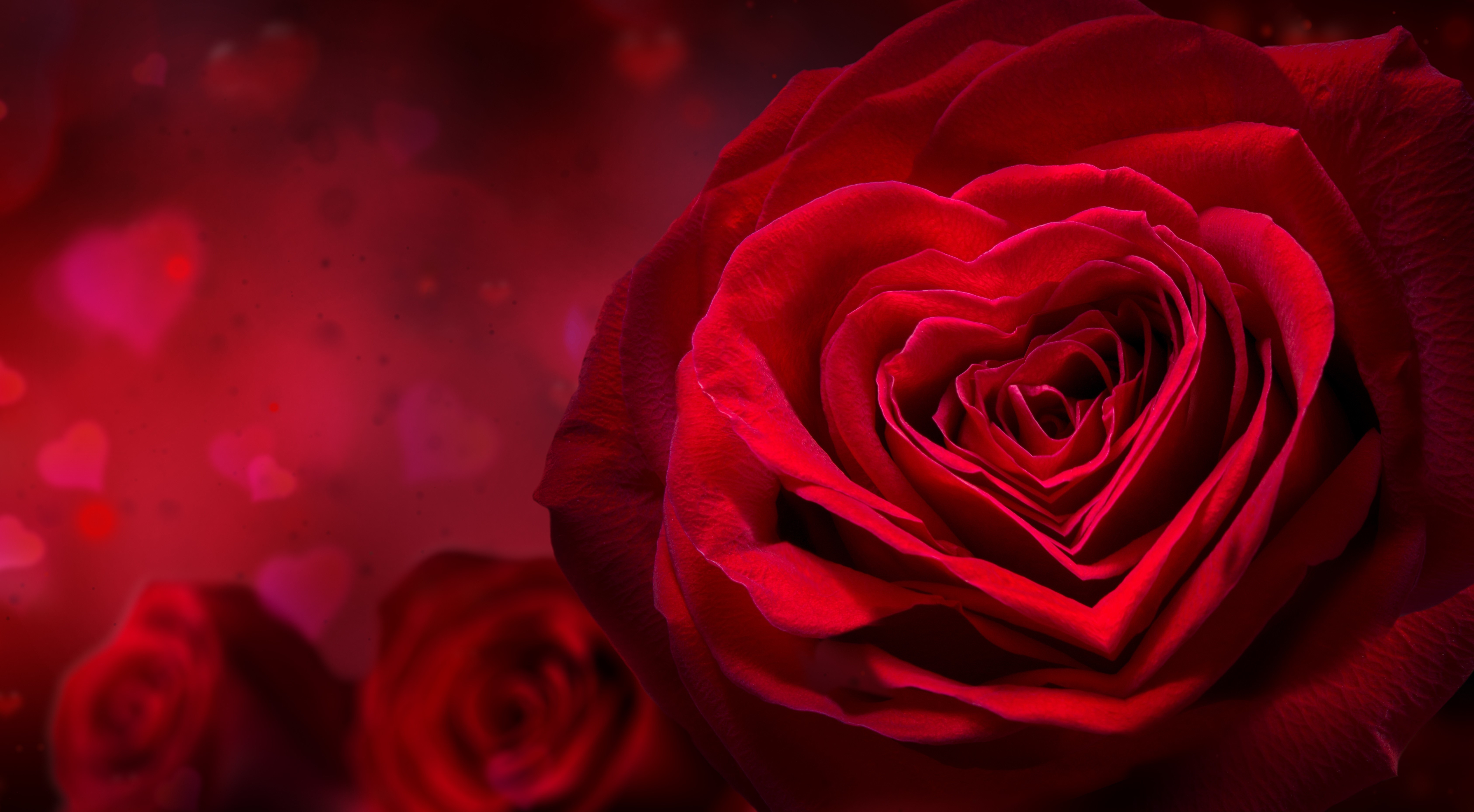 Red Rose with Heart Shape HD Wallpaper