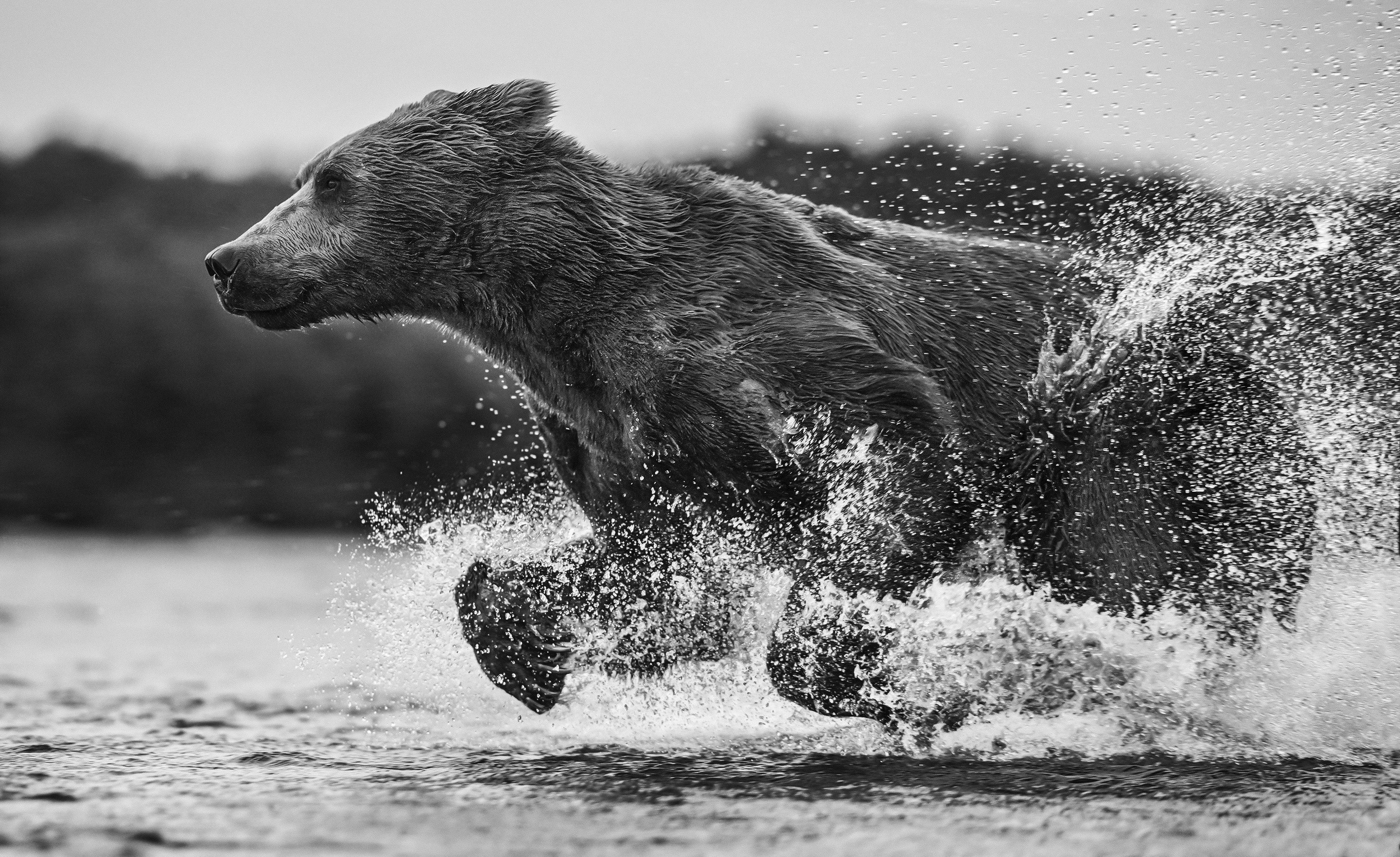 Brown bear running through water with splashes HD Wallpaper