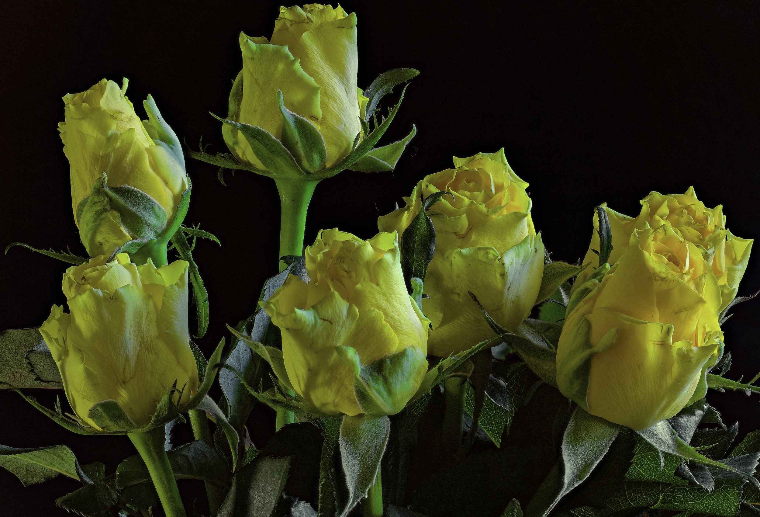 Yellow Roses on Black Background HD Wallpaper