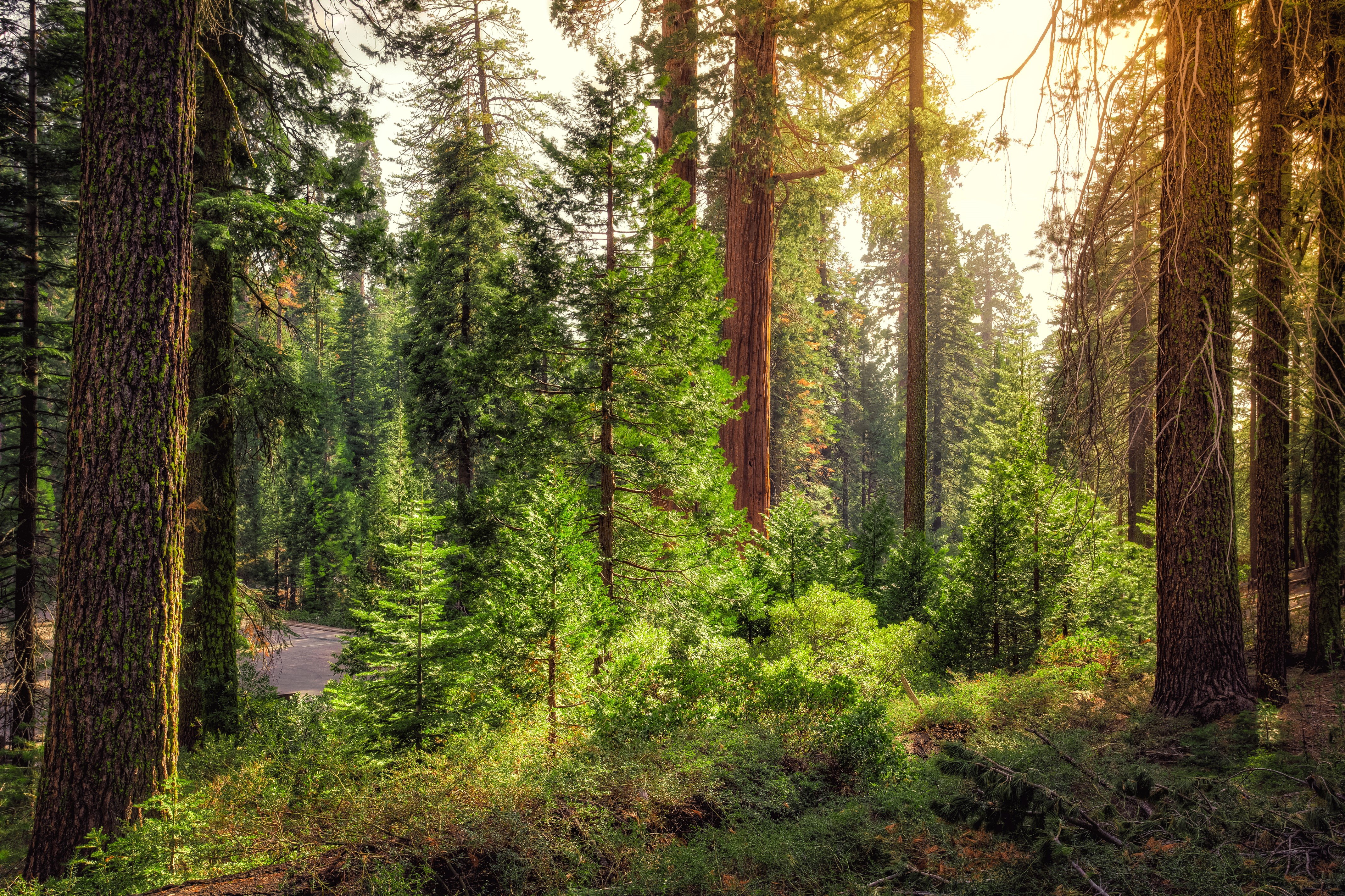 4K Kings Canyon National Park California Trees Forest HD Wallpaper