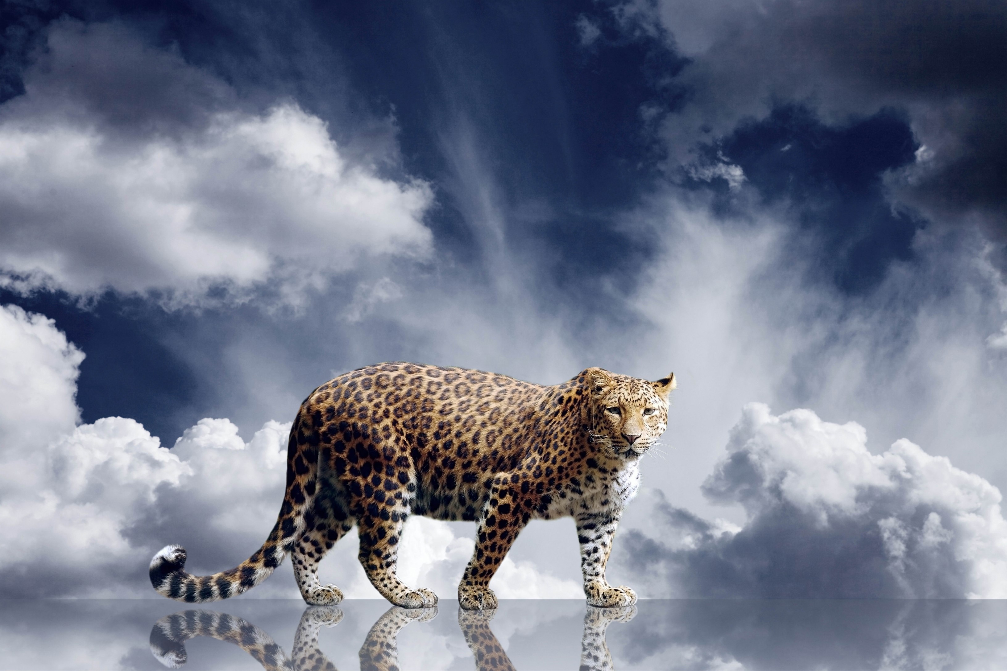 Leopard standing on a reflective surface with clouds in the background HD Wallpaper