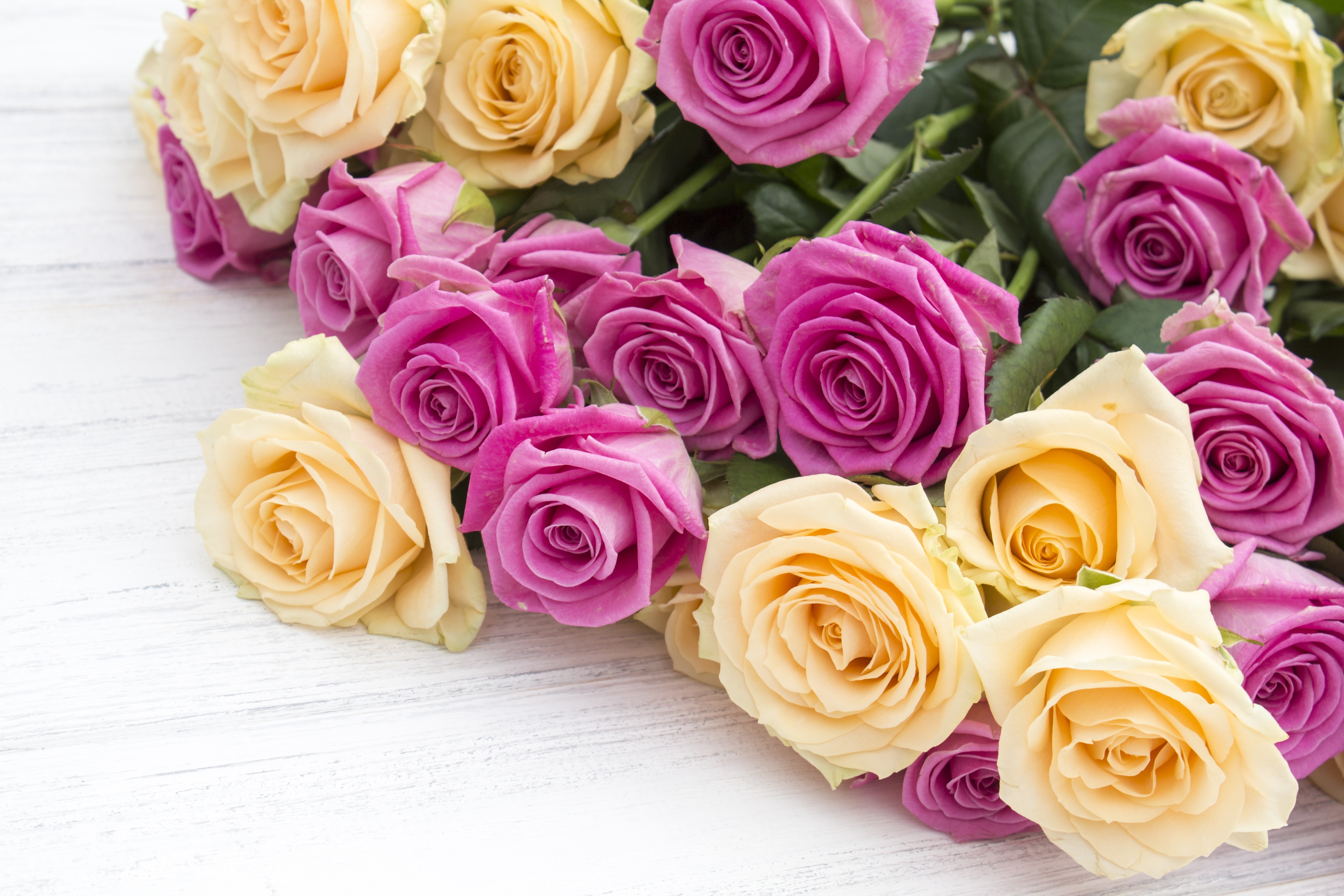 Roses HD Wallpaper