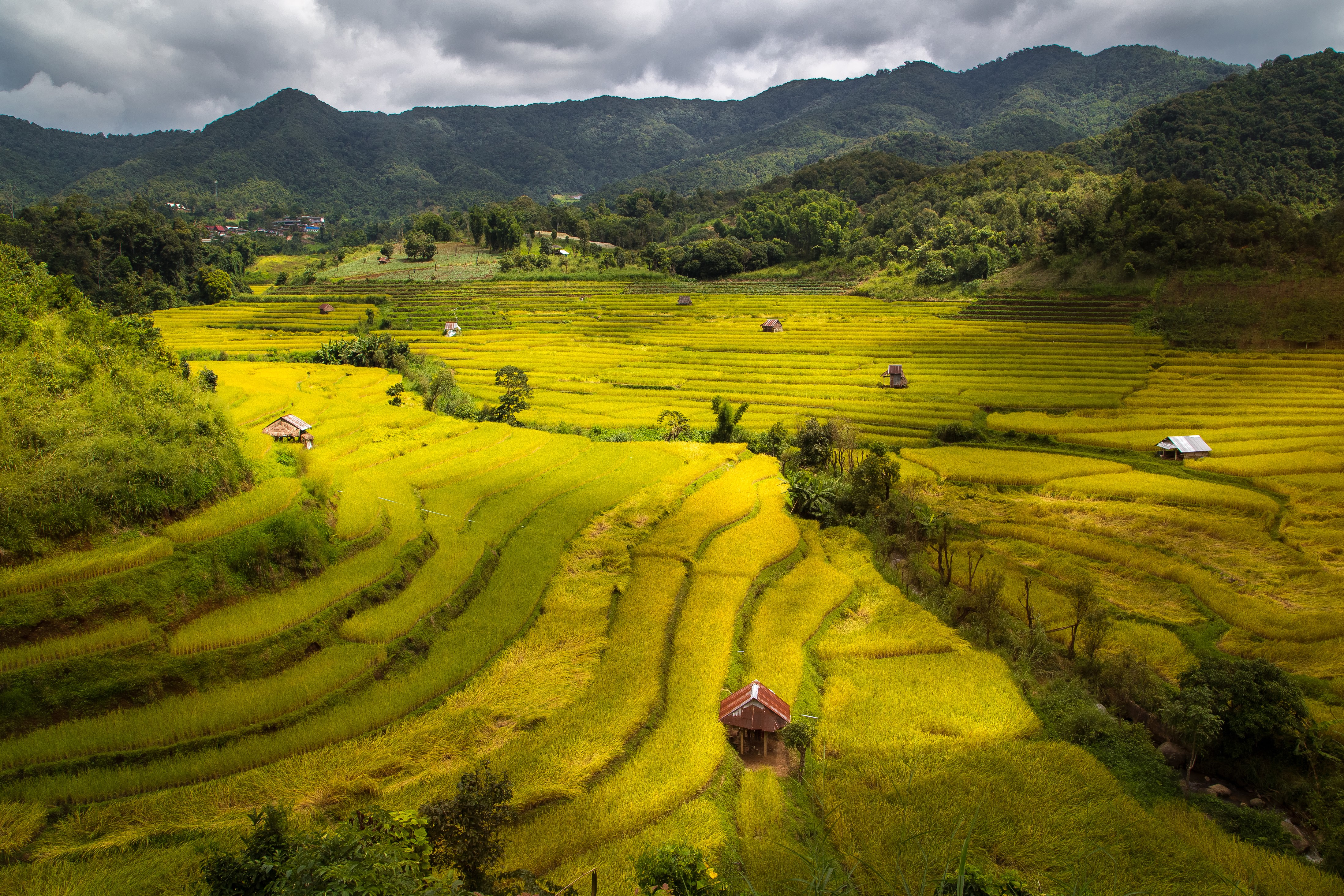 Terraced Rice Fields in Vietnam HD Wallpaper