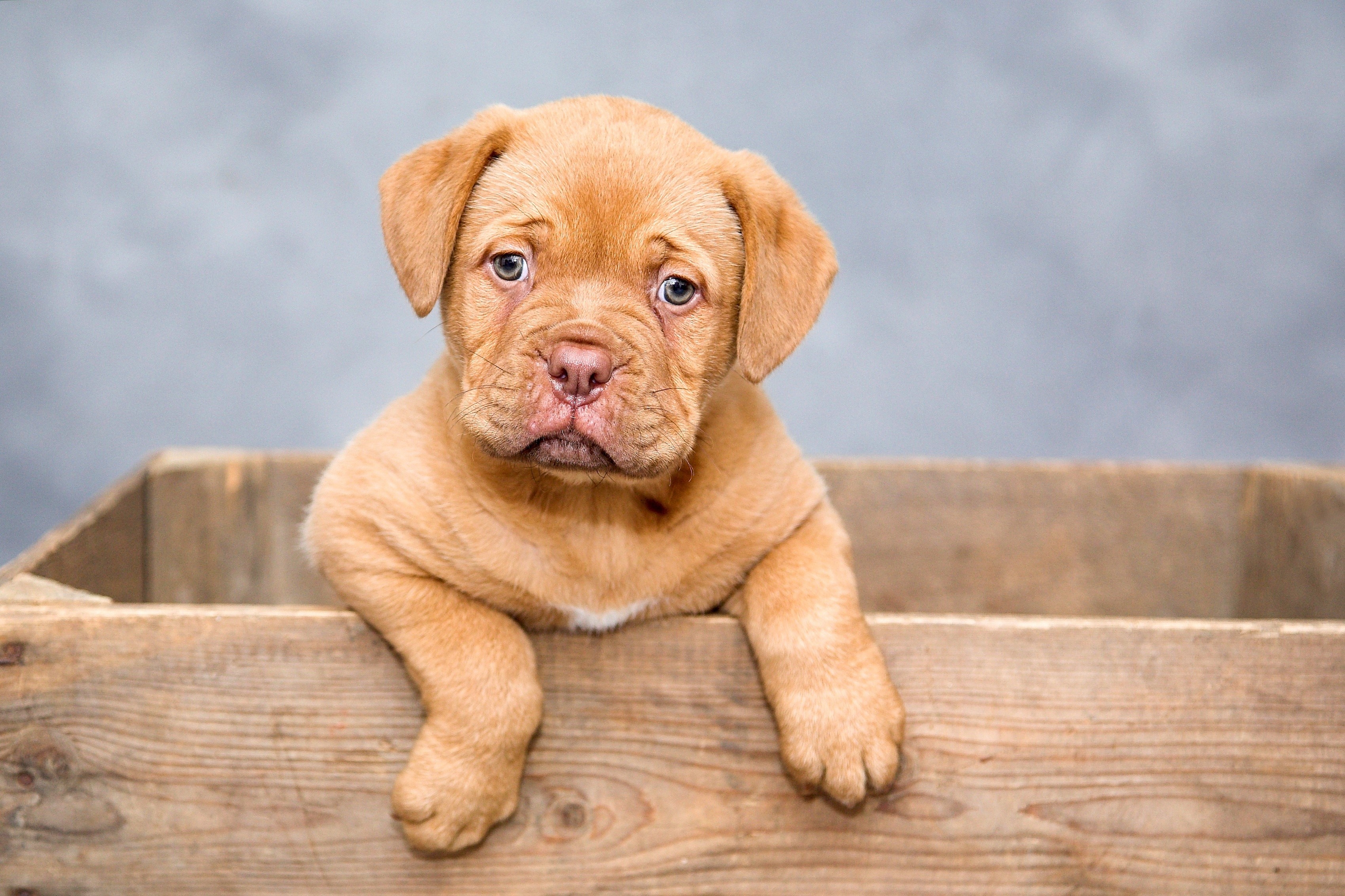 Dogue de Bordeaux puppy in a wooden crate HD Wallpaper