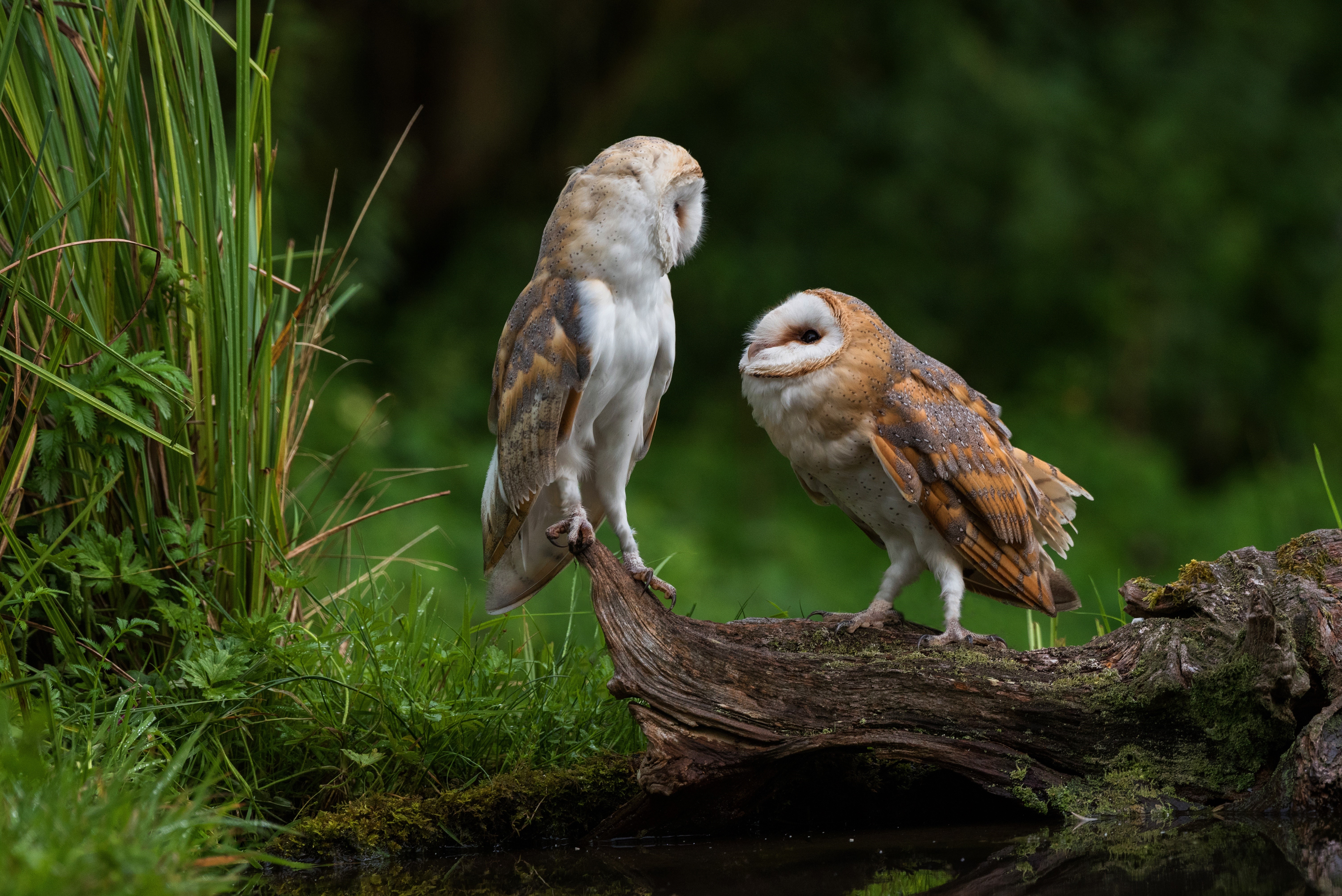 Two Barn Owls on a Log HD Wallpaper