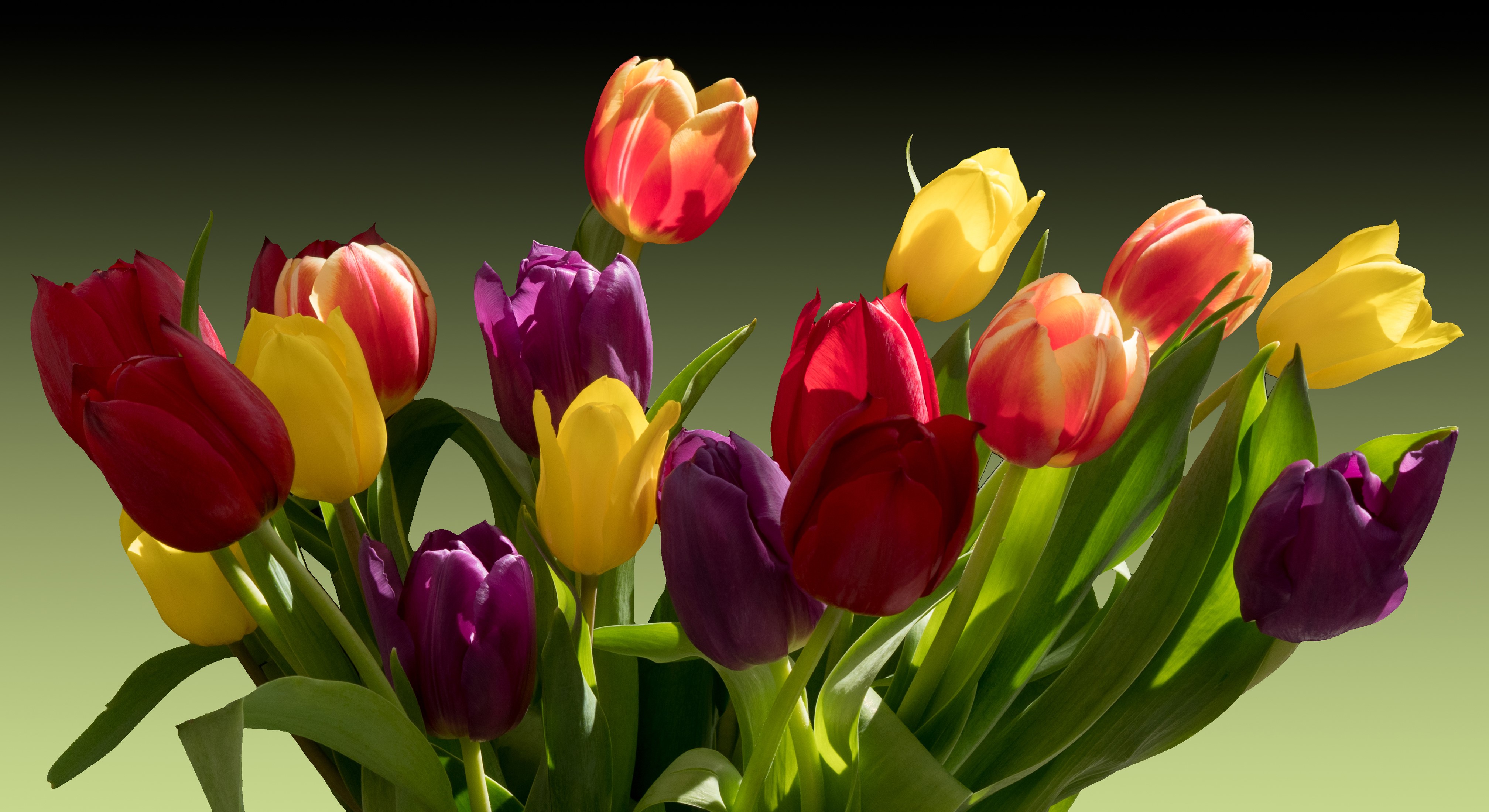 4K Multicolor Tulips HD Wallpaper