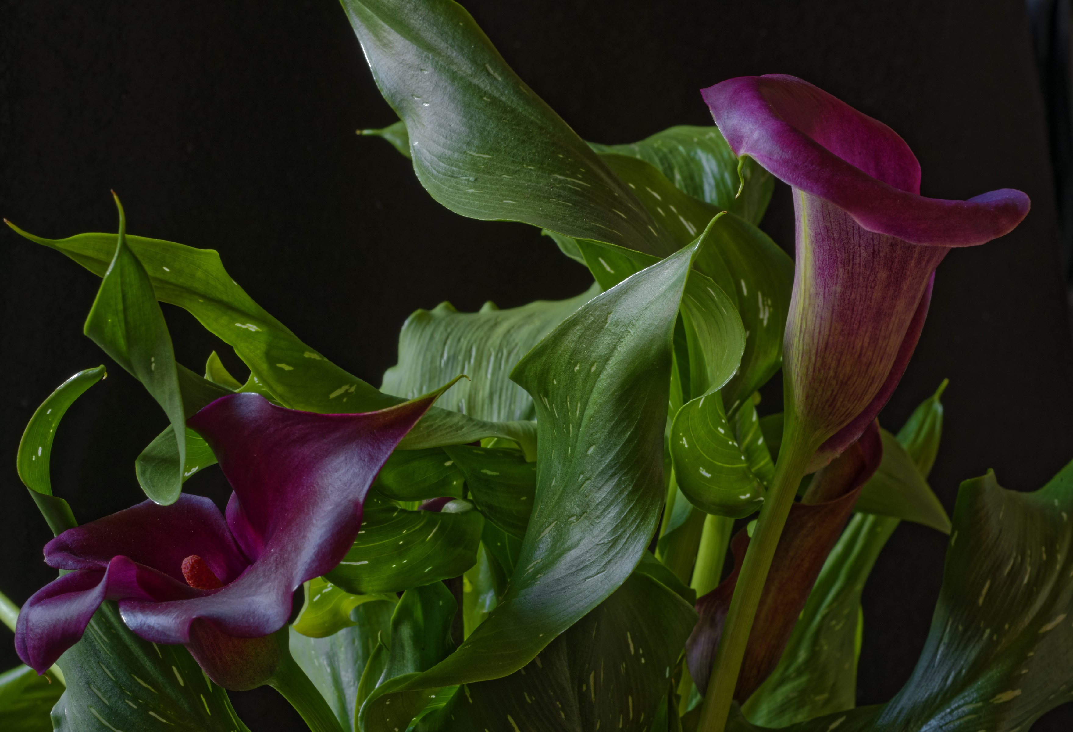 Two deep purple calla lilies with green foliage HD Wallpaper