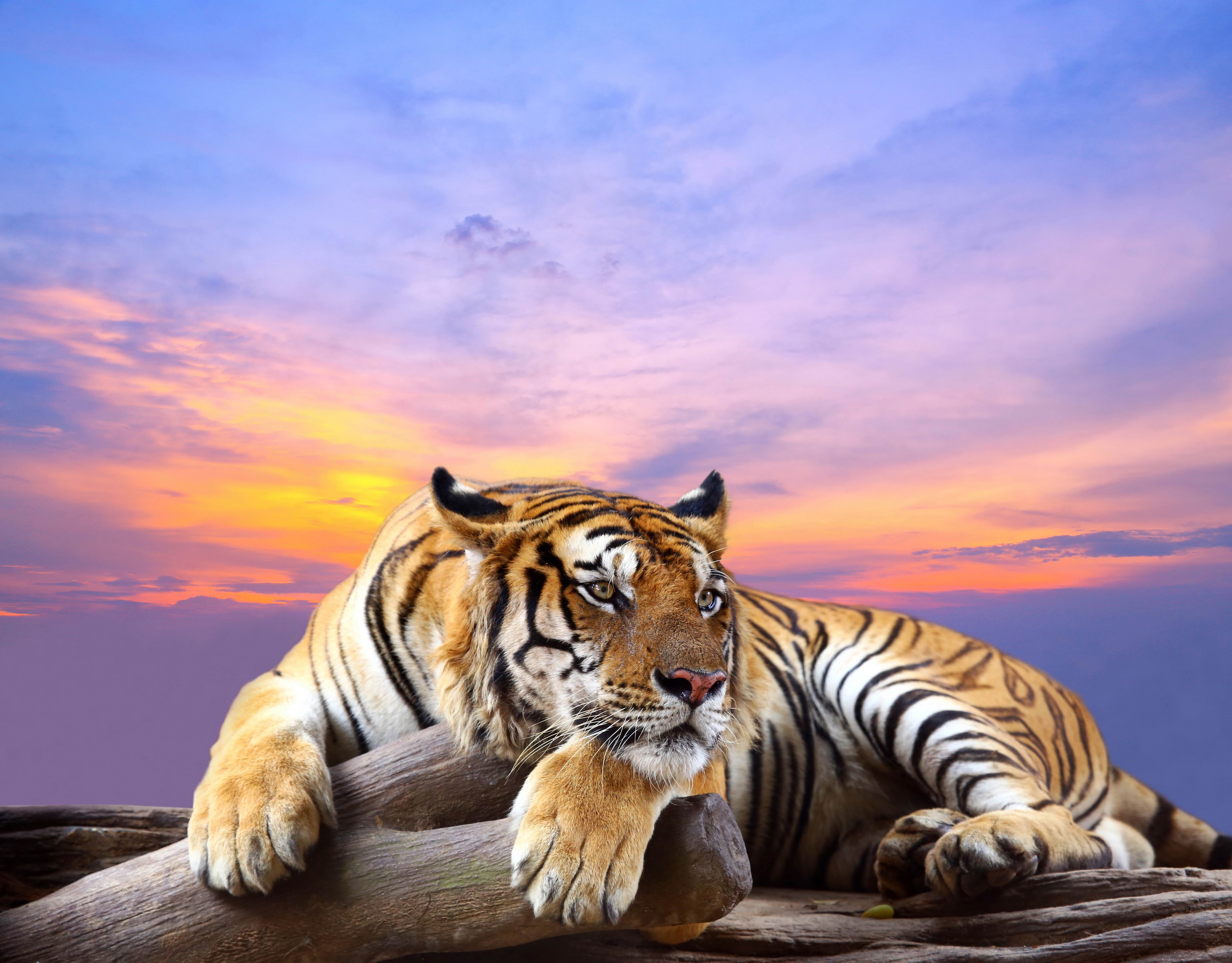 Tiger resting on a log at sunset HD Wallpaper
