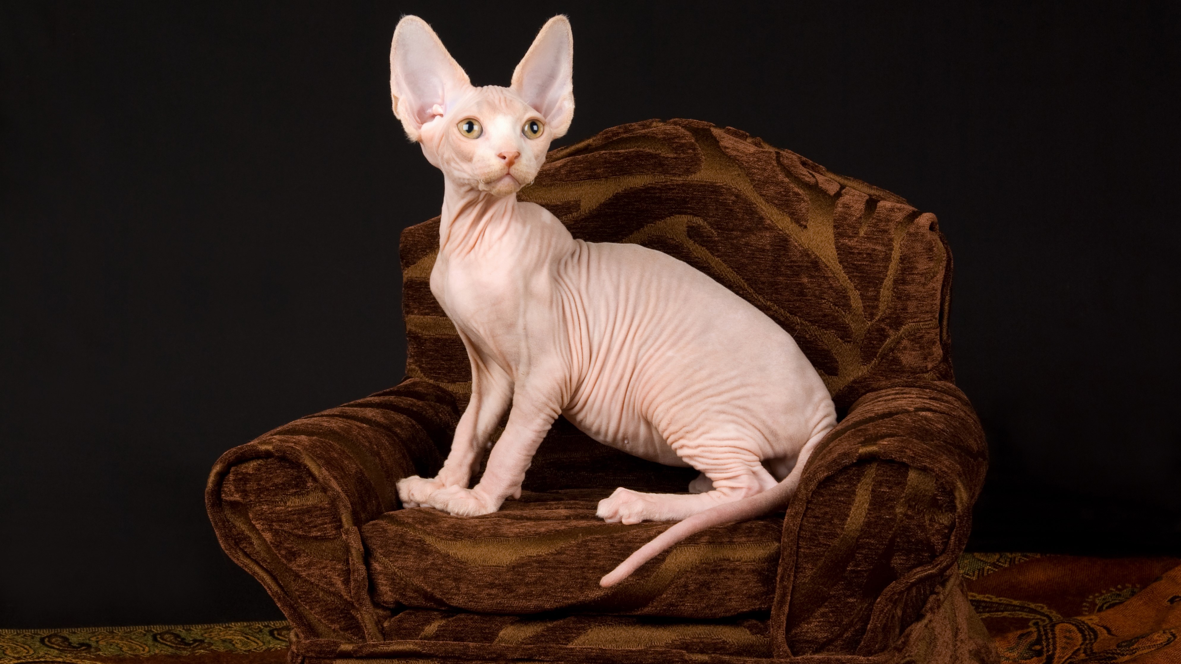 Sphynx cat on an armchair HD Wallpaper