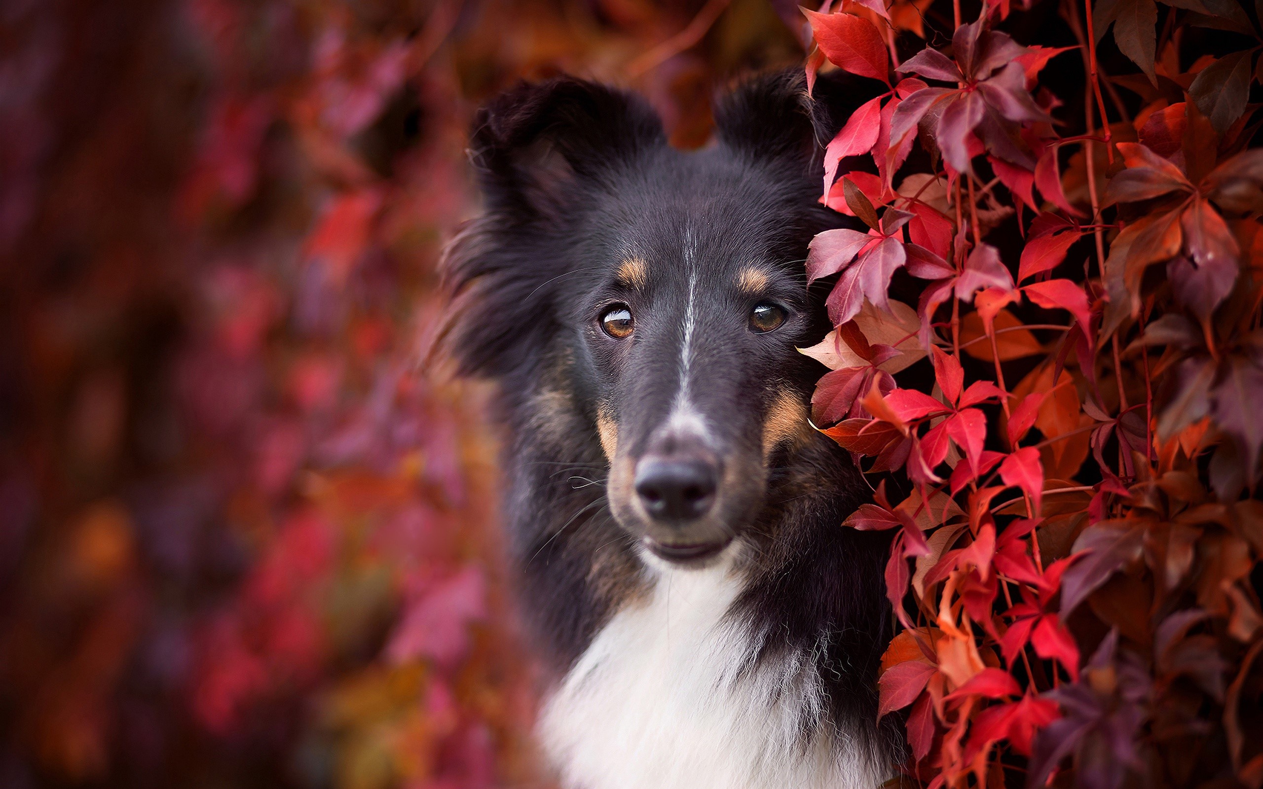 Shetland Sheepdog peeking through autumn leaves HD Wallpaper