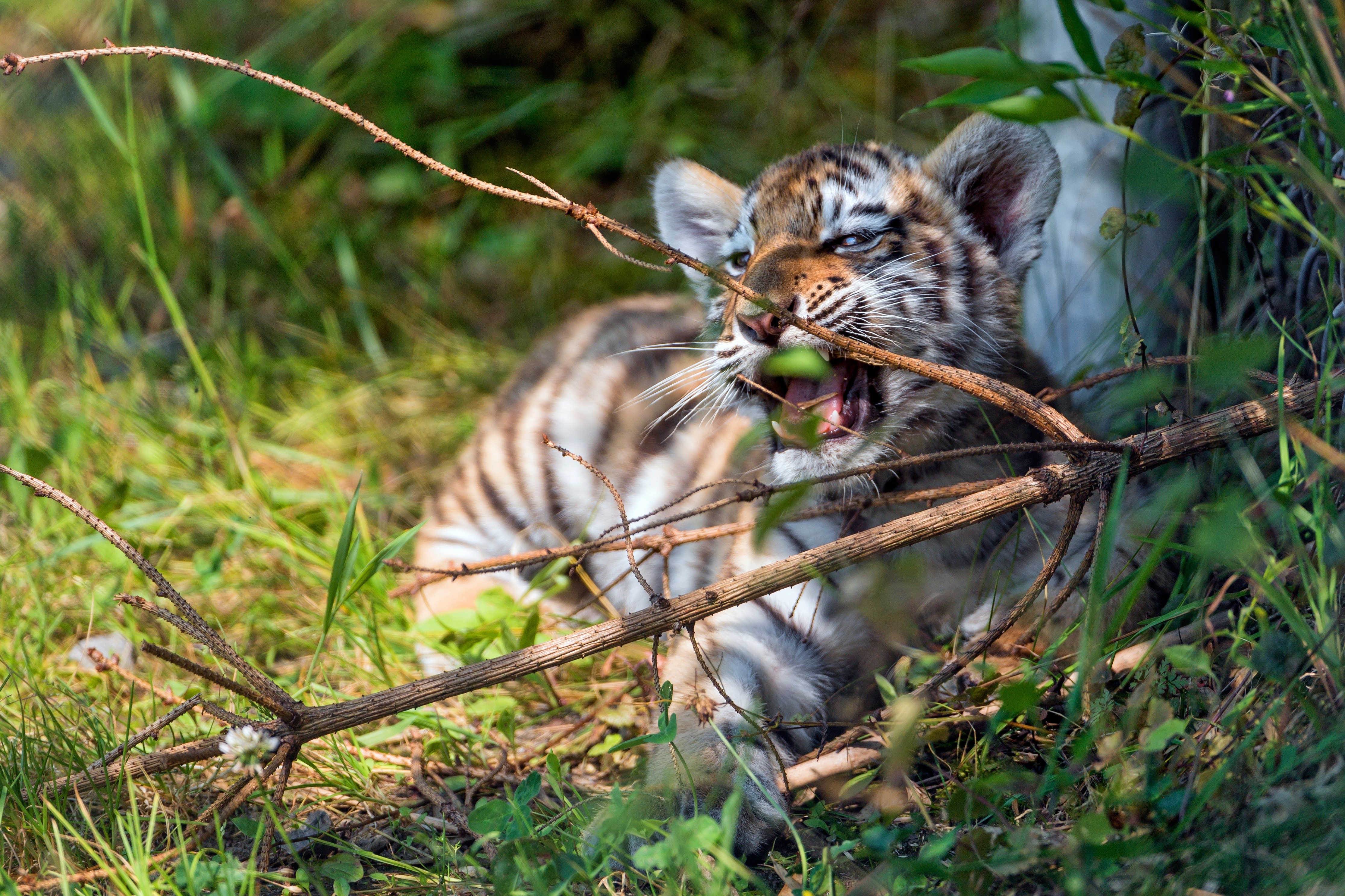 Tiger cub playing with branches HD Wallpaper