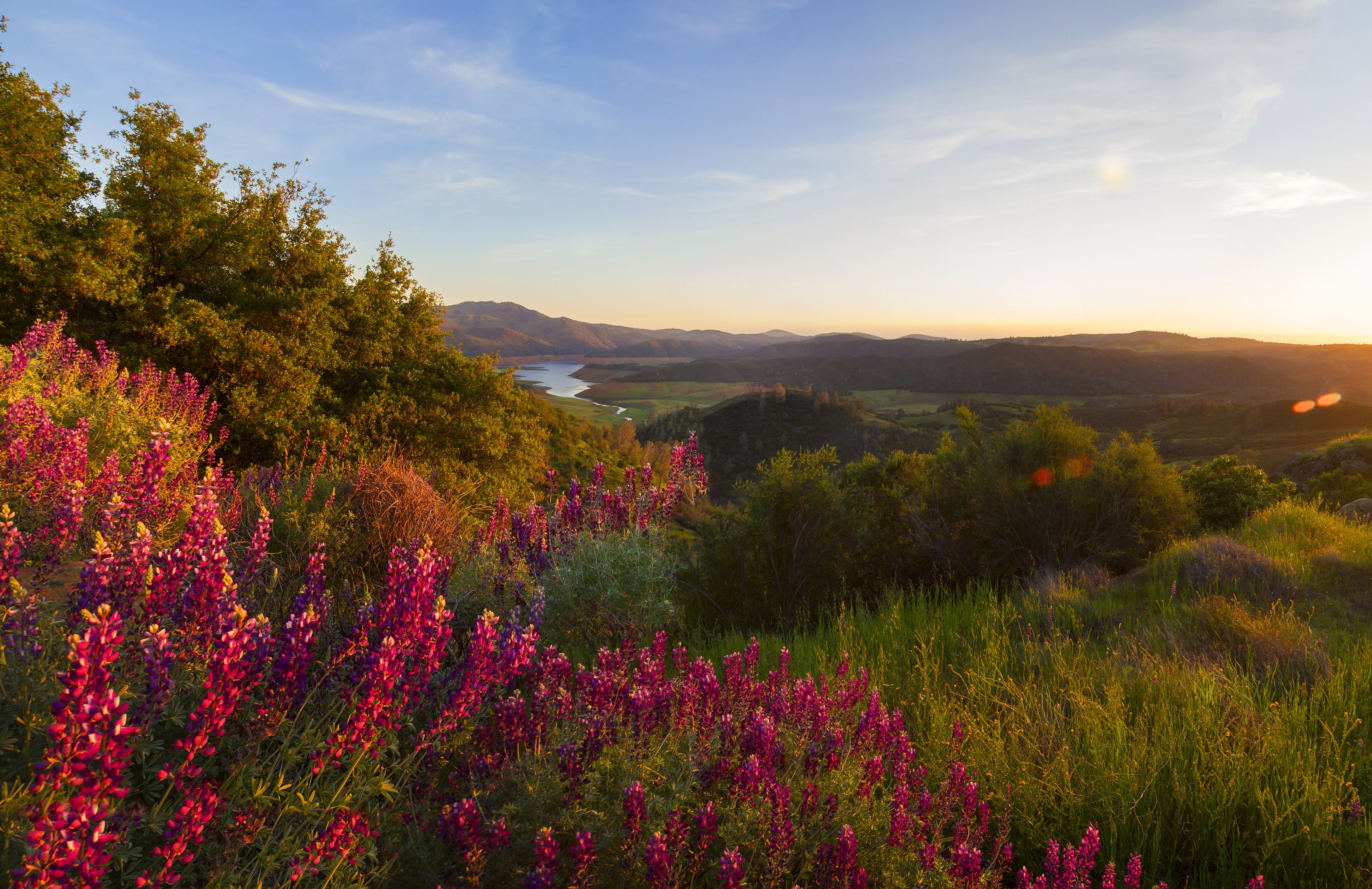 Wildflowers and Lake in Yosemite National Park HD Wallpaper