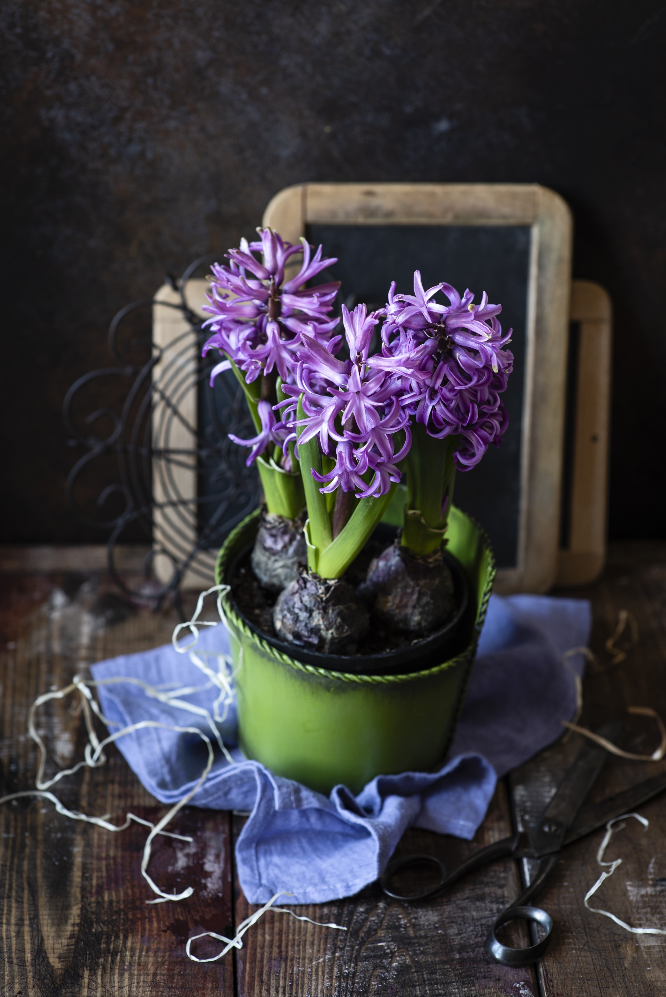 Purple hyacinths in a green pot on a wooden table HD Phone Wallpaper