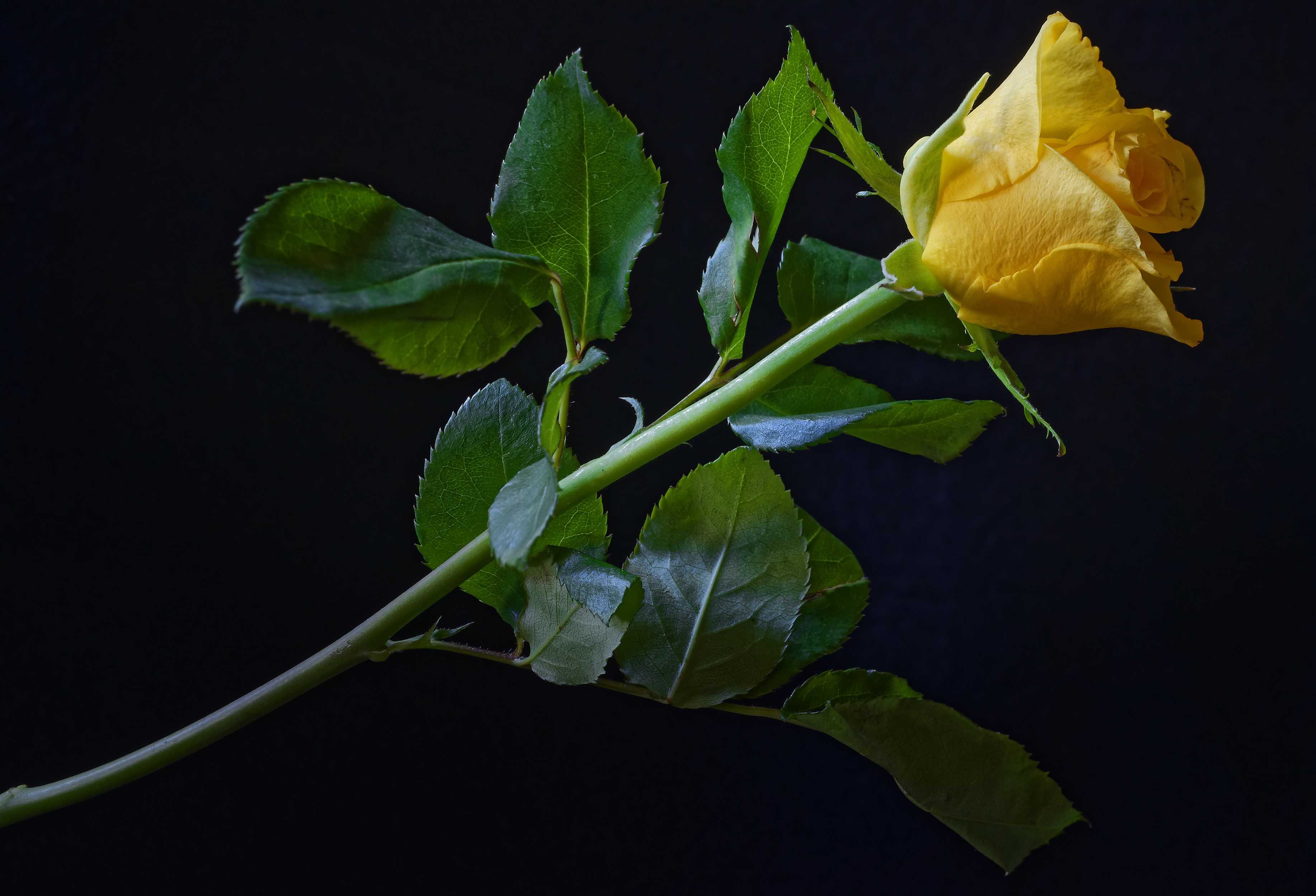 Yellow rose with green leaves on black background HD Wallpaper