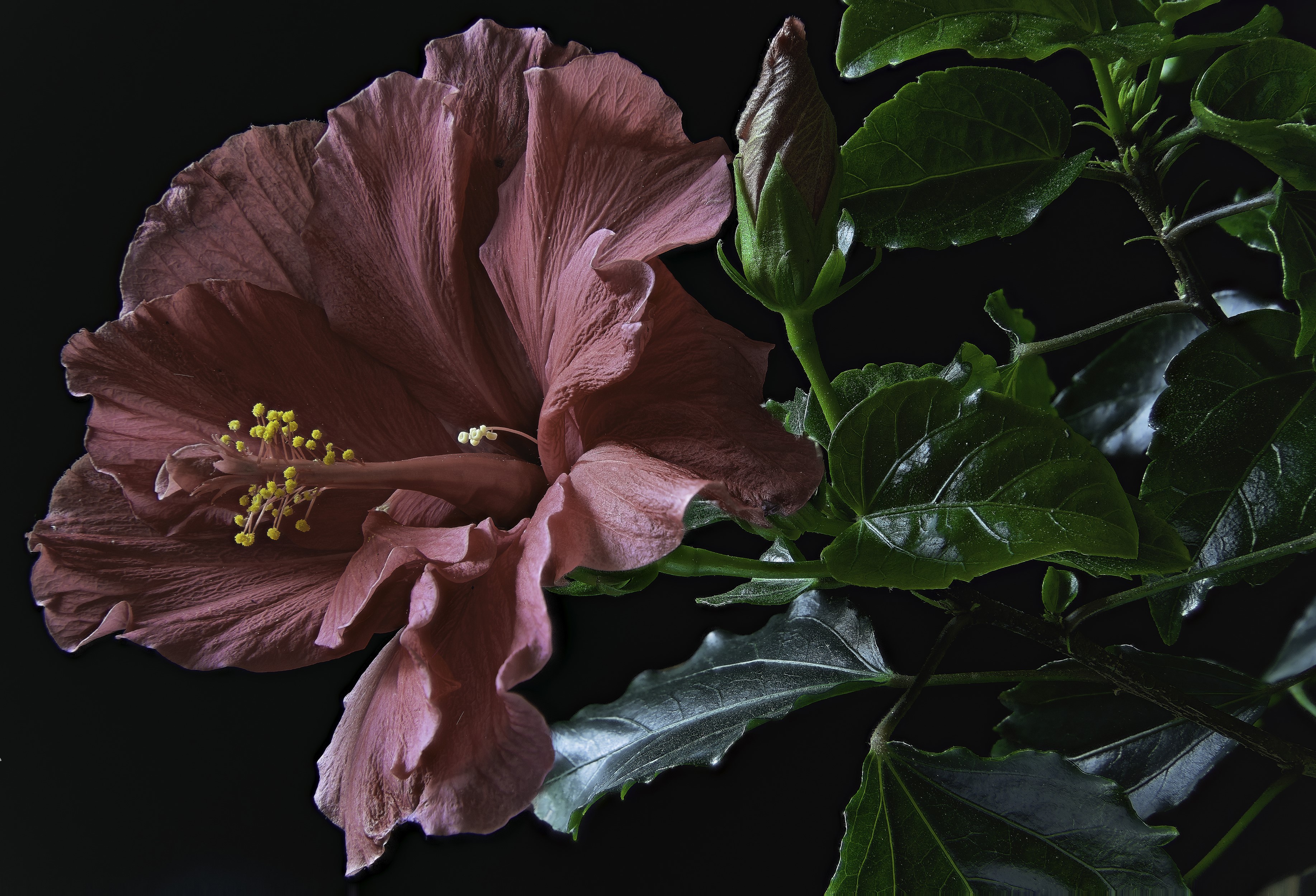 A wine-colored hibiscus flower and bud on a black background HD Wallpaper