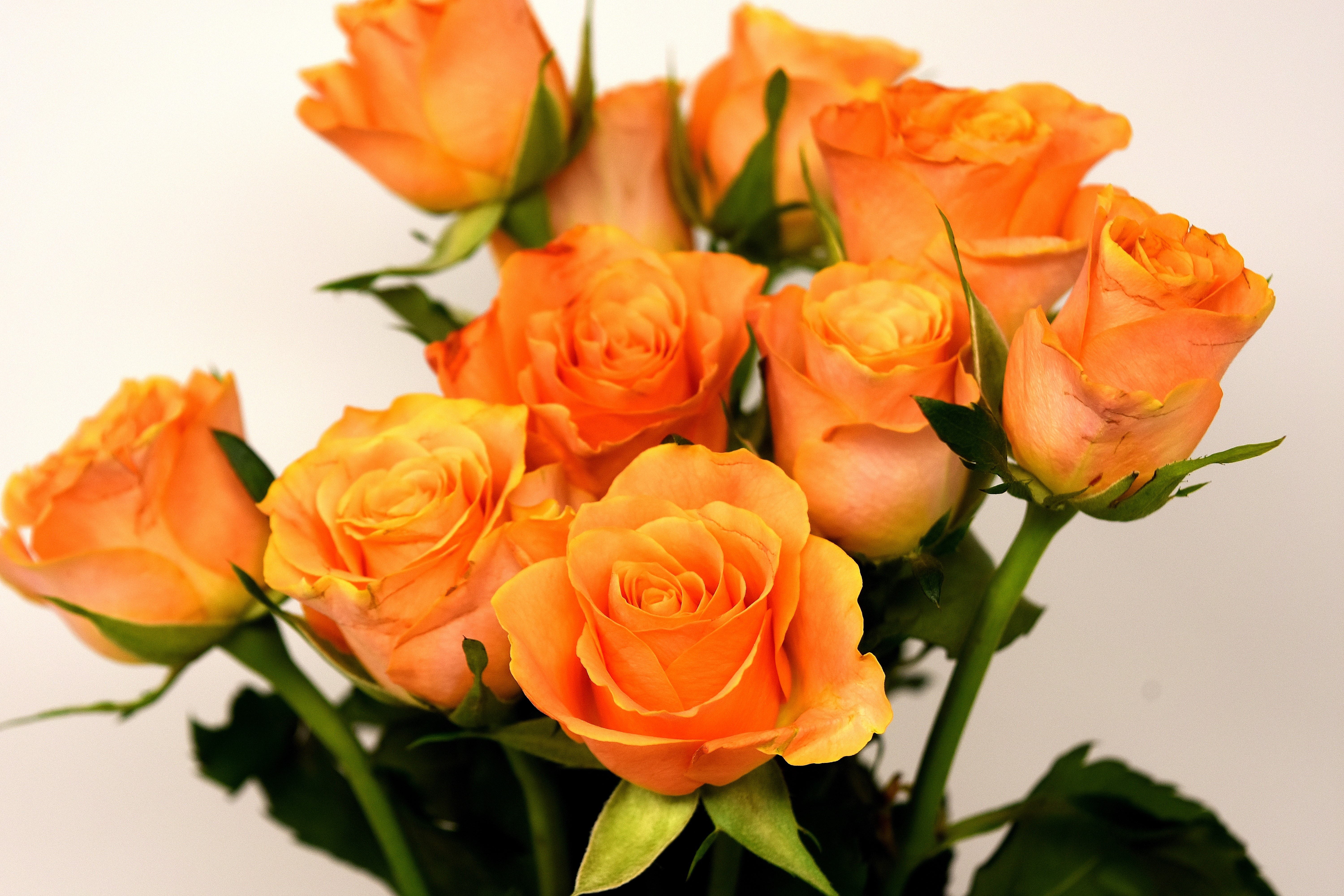 Orange Roses Closeup HD Wallpaper