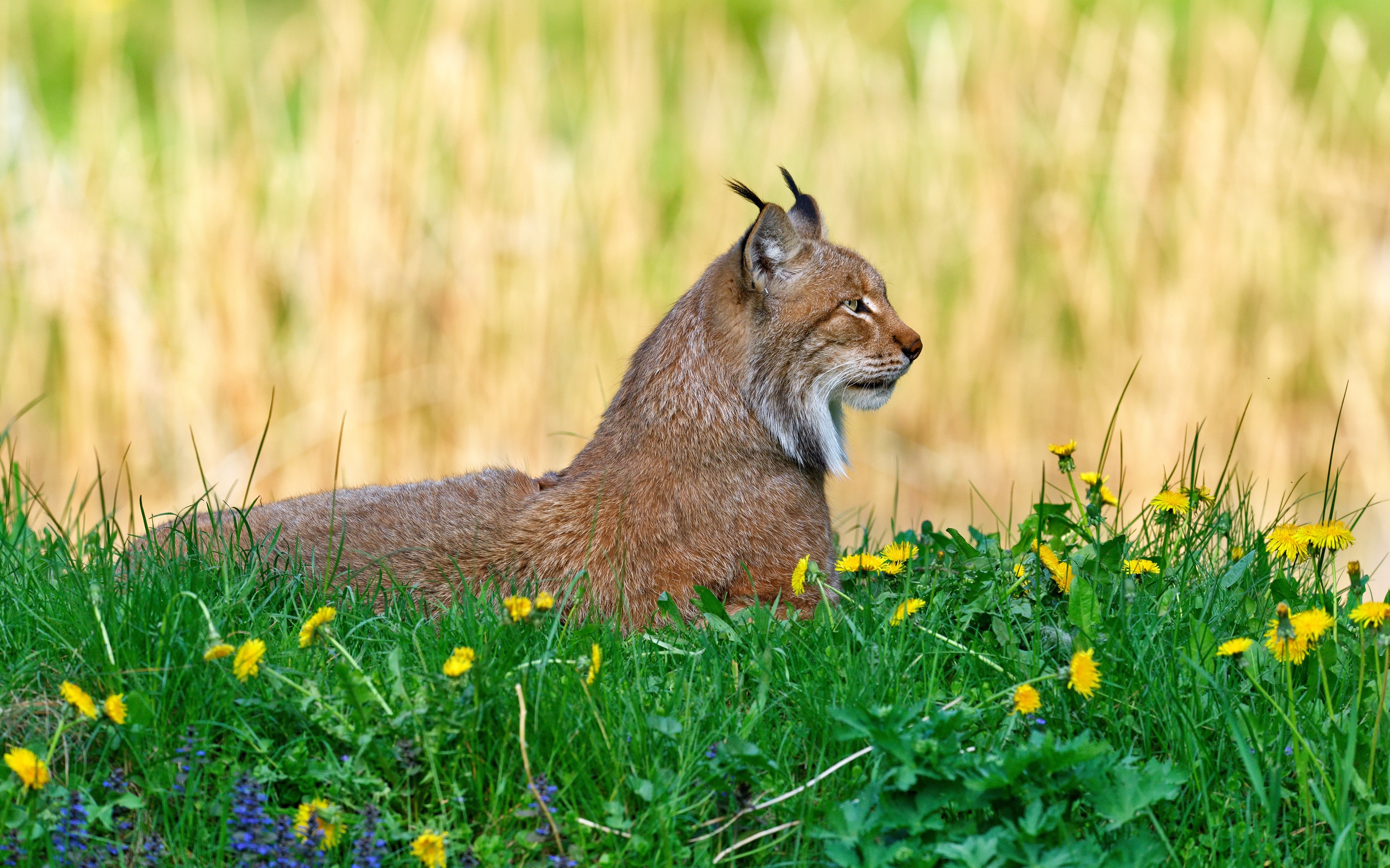 Lynx resting in grass with dandelions HD Wallpaper