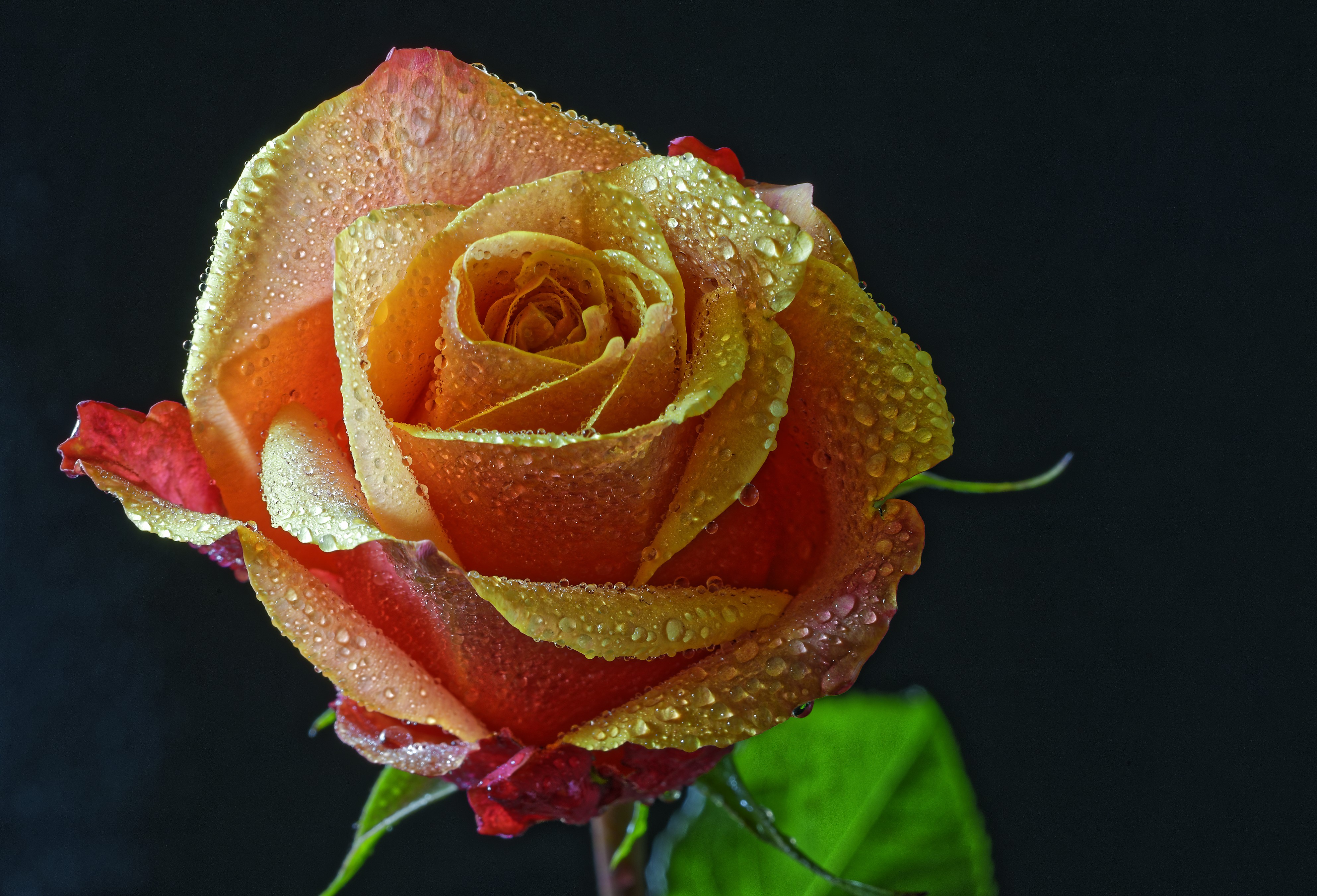 4K Rose with Water Drops on Black Background HD Wallpaper