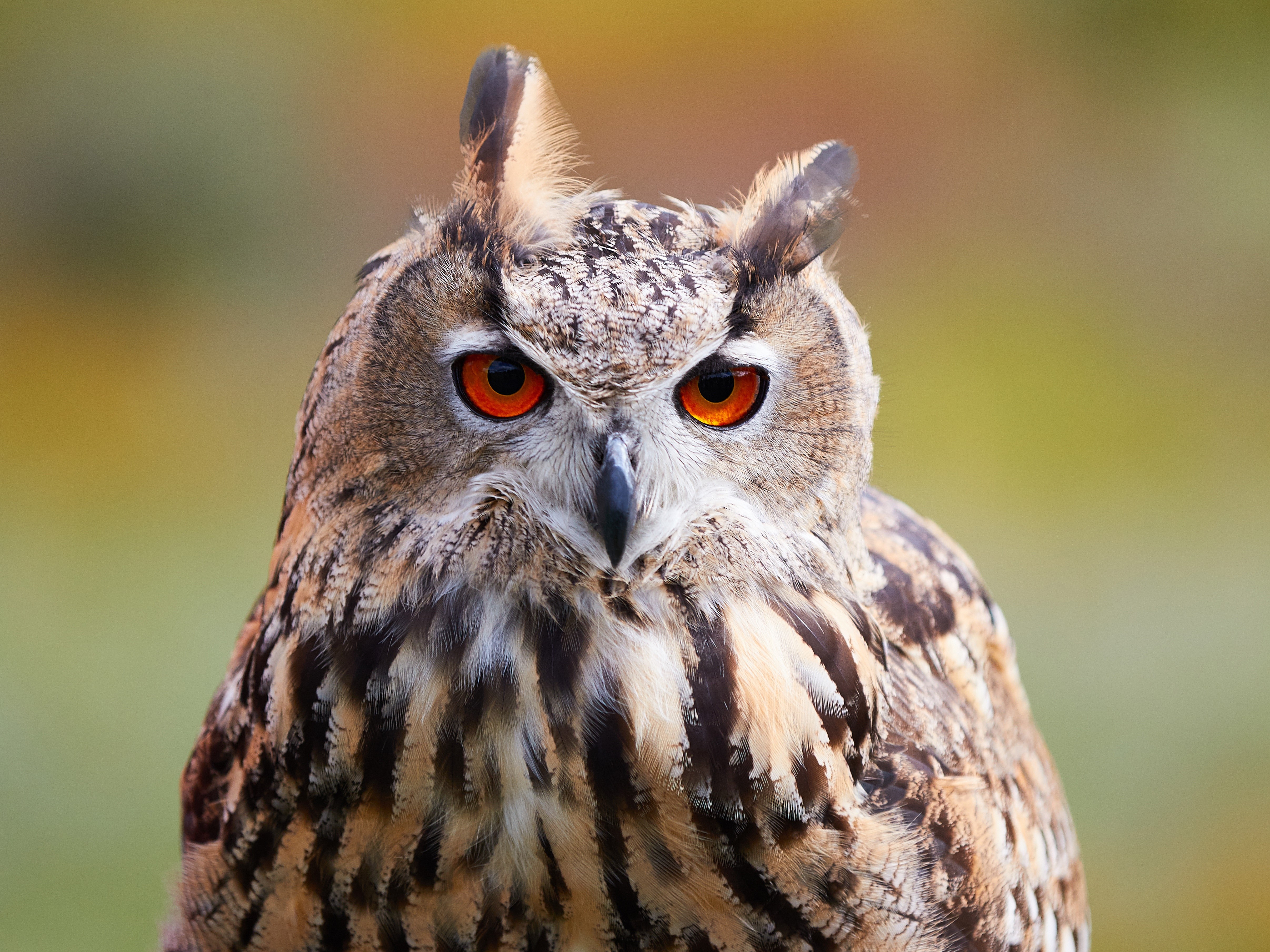 Eurasian Eagle-Owl HD Wallpaper