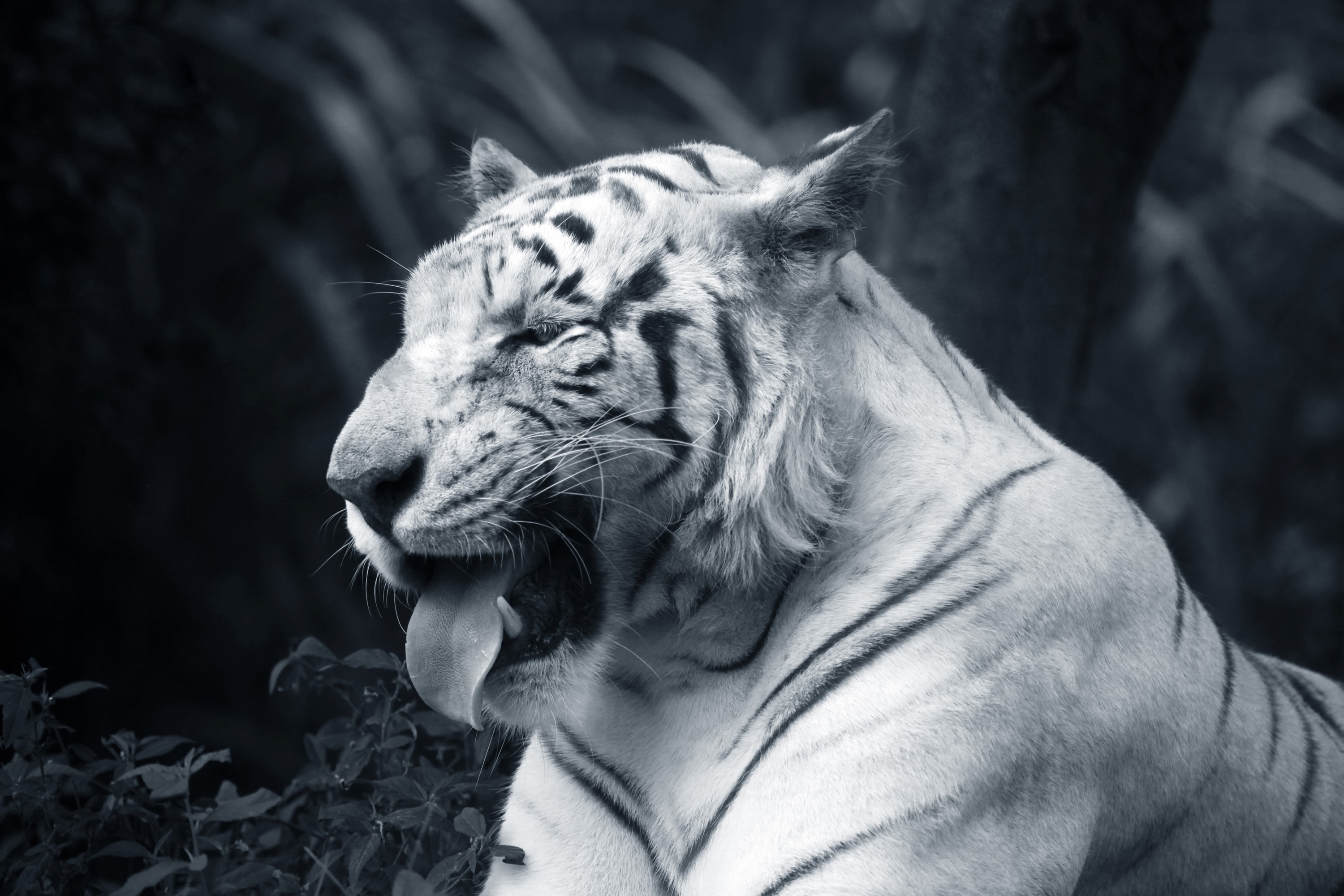 White tiger with tongue sticking out HD Wallpaper