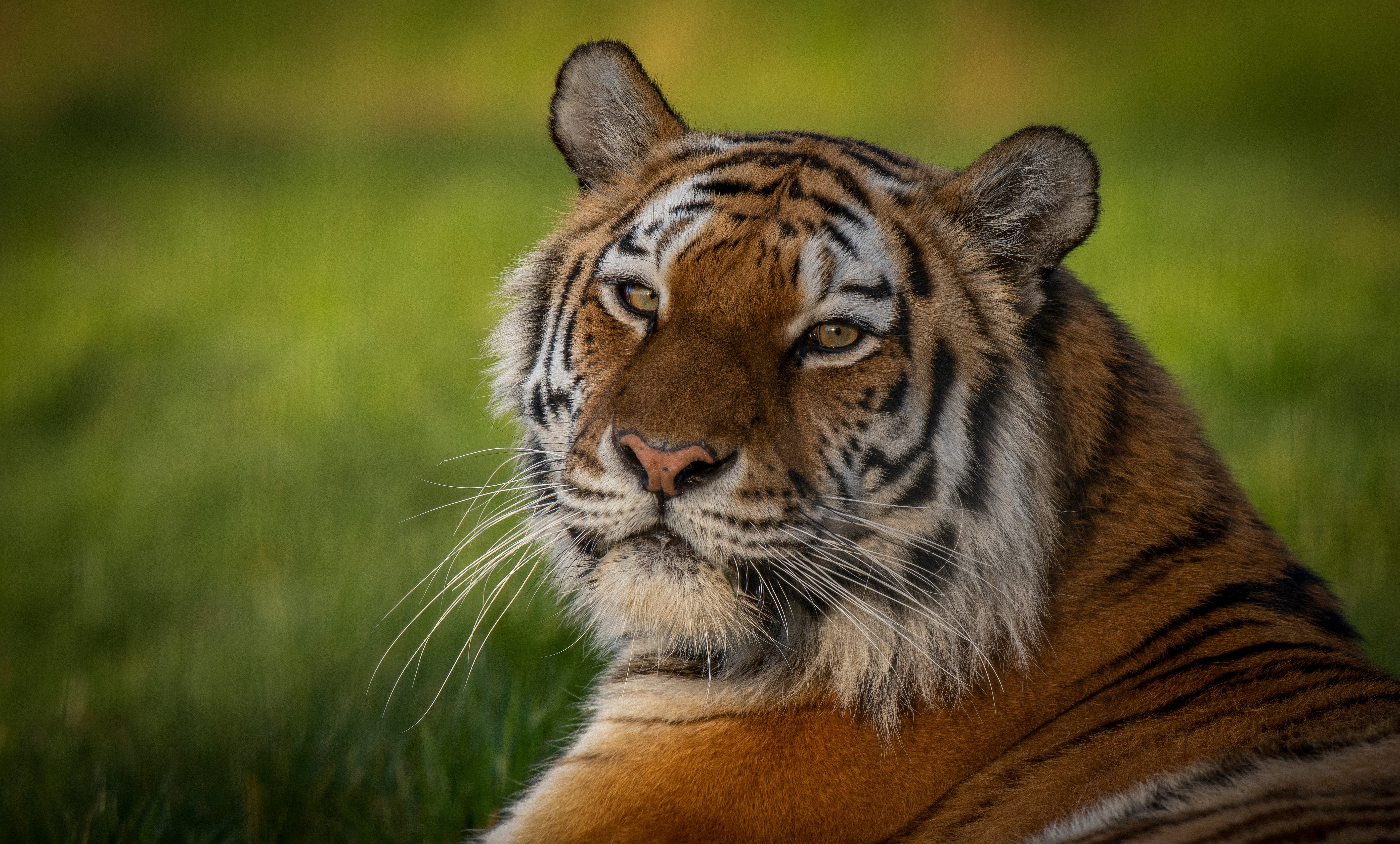 Tiger looking to the side HD Wallpaper
