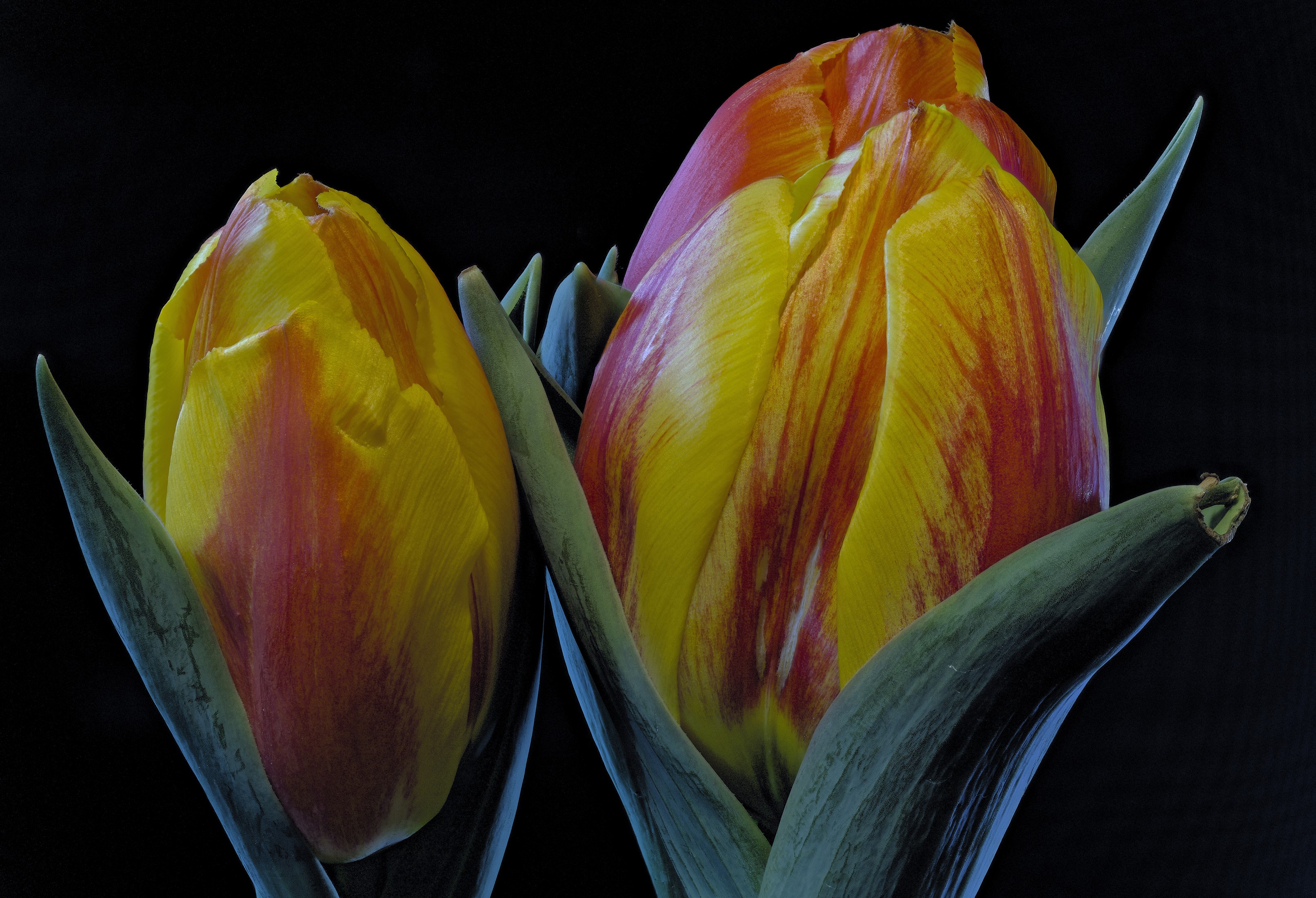 Two yellow and red tulips on a black background HD Wallpaper