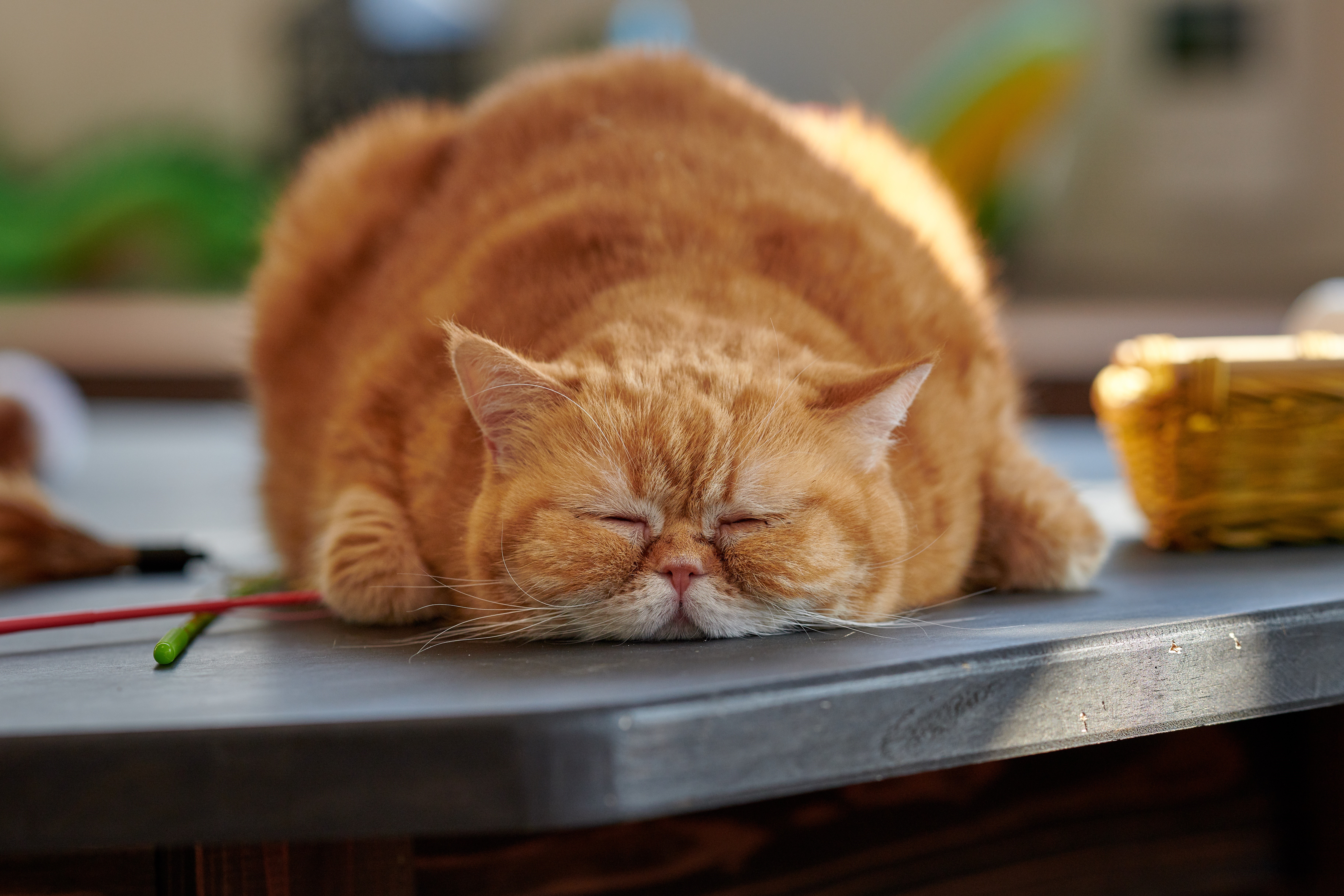 Fat ginger cat sleeping HD Wallpaper