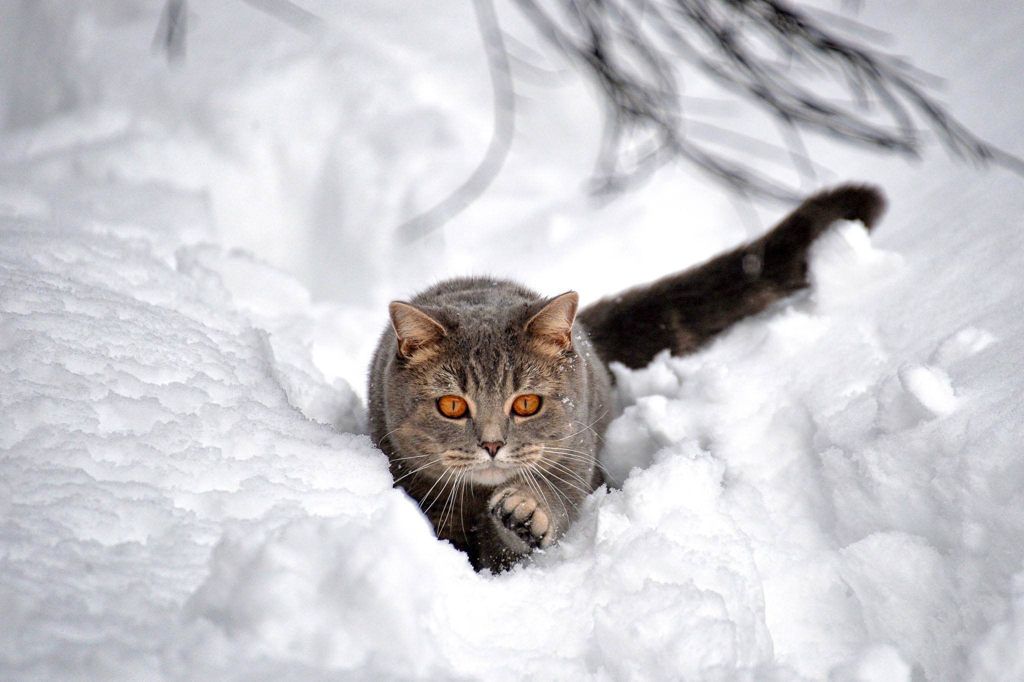 Grey cat in the snow HD Wallpaper