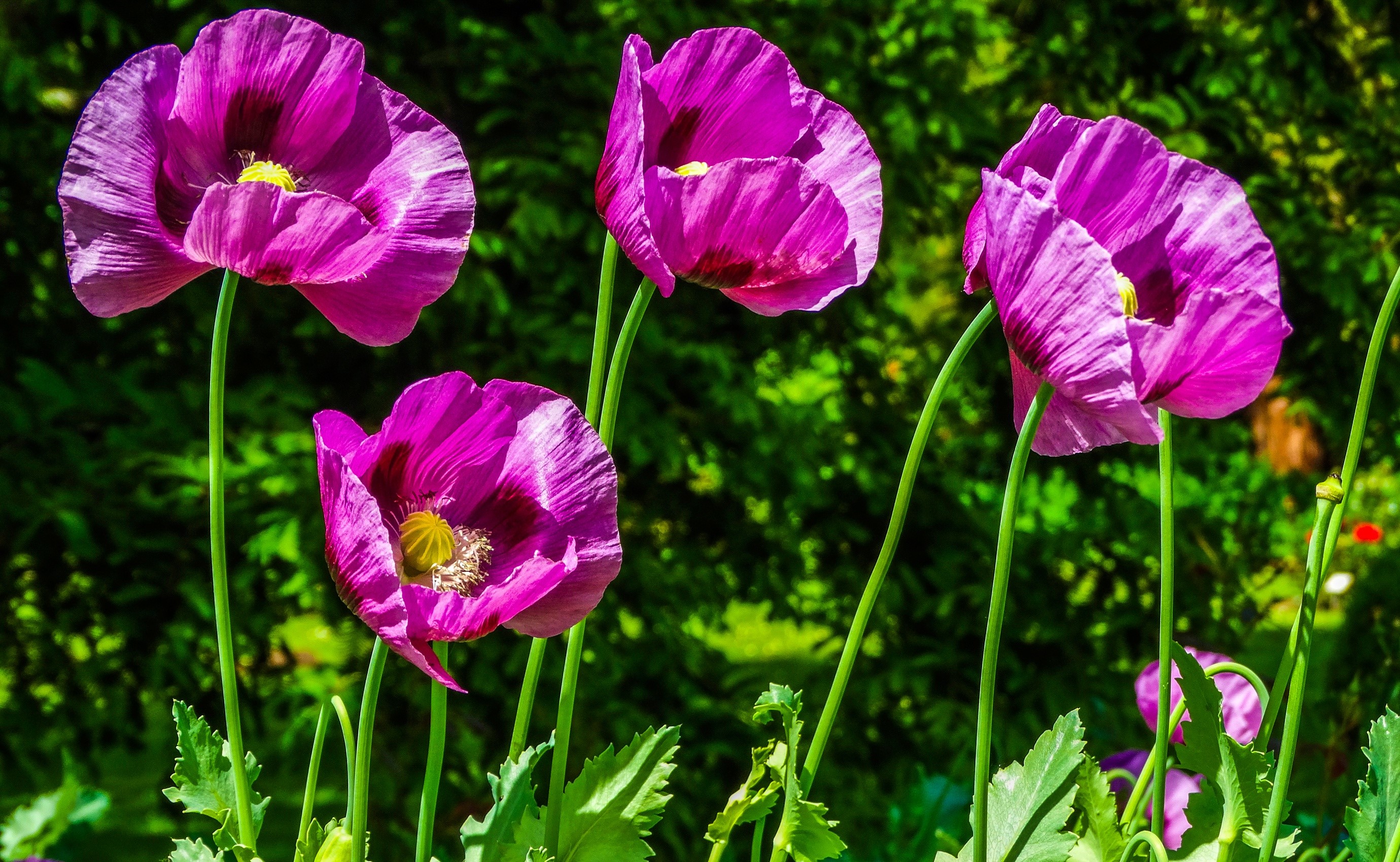 Purple Poppies in a Garden HD Wallpaper